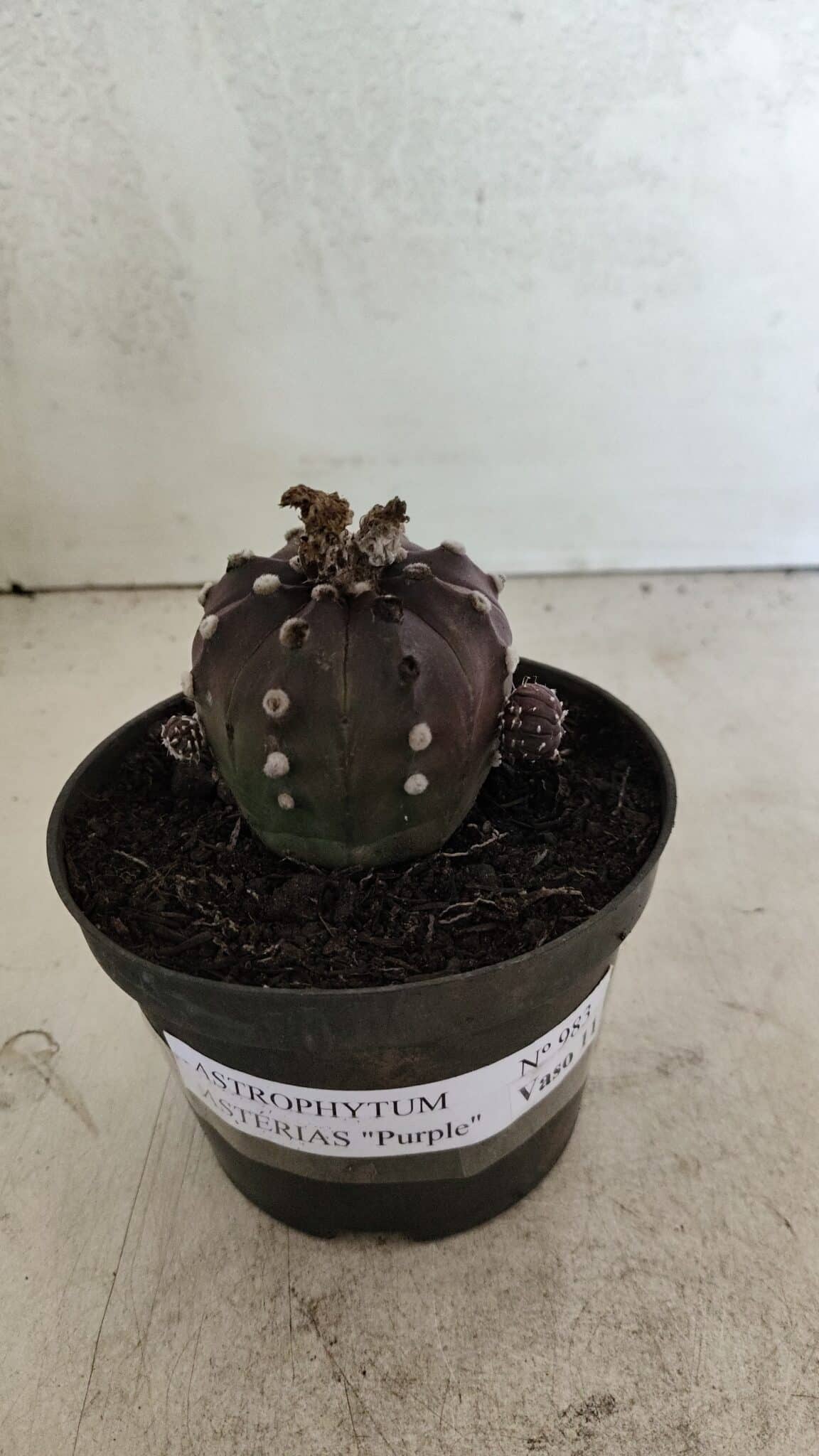 ASTROPHYTUM ASTERIAS “Purple”  Nº 983 – vaso 11 - foto 2