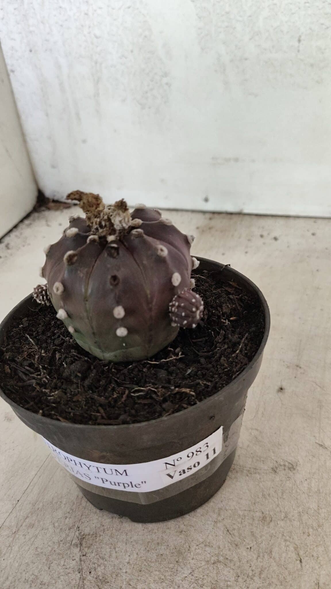 ASTROPHYTUM ASTERIAS “Purple”  Nº 983 – vaso 11 - foto 10