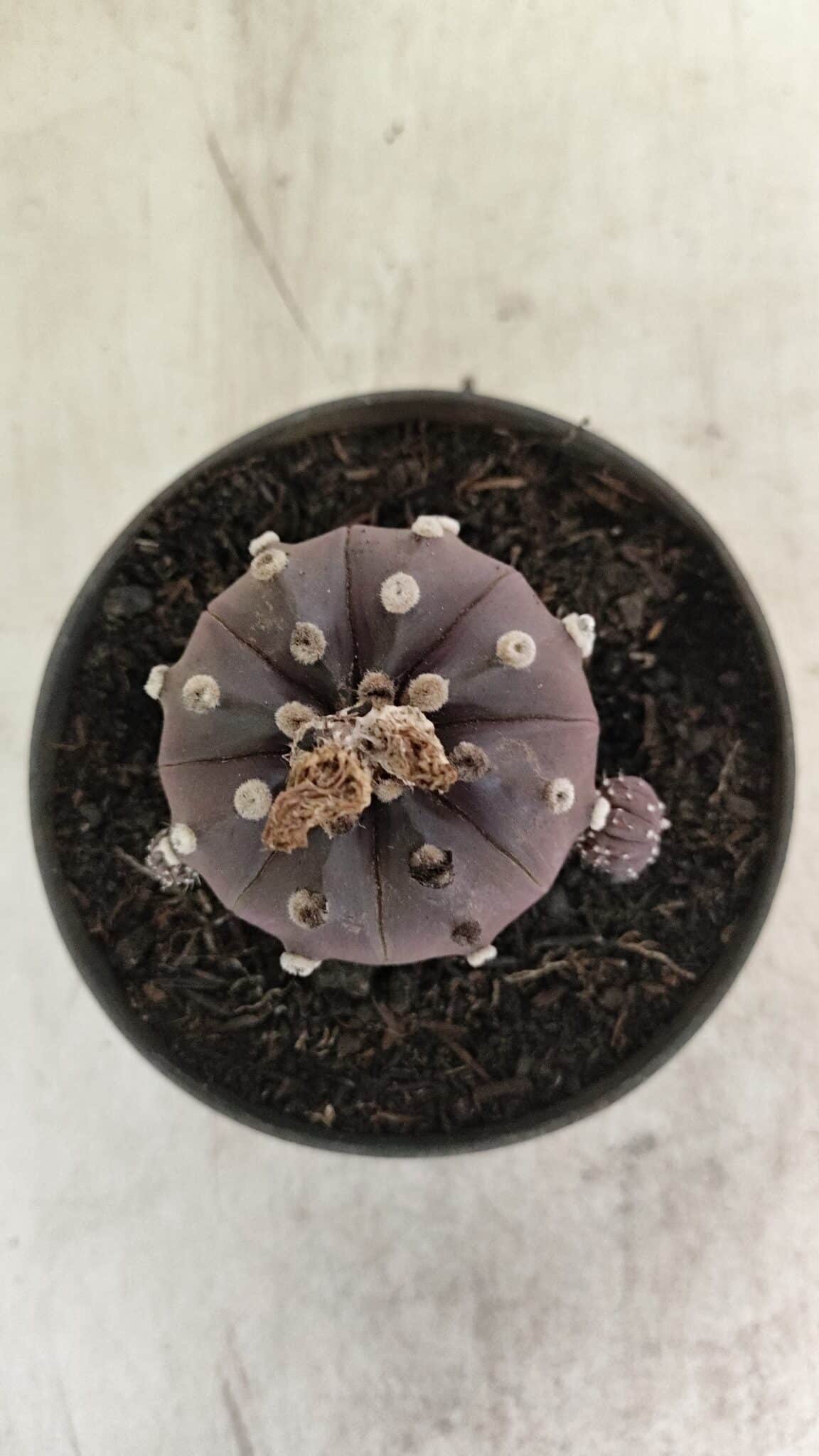 ASTROPHYTUM ASTERIAS “Purple”  Nº 983 – vaso 11 - foto 3
