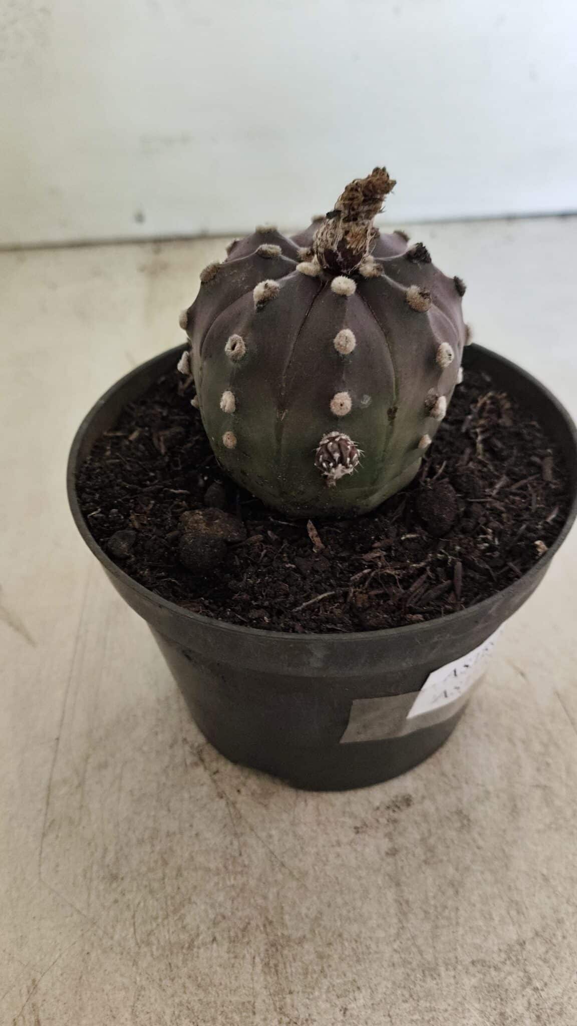 ASTROPHYTUM ASTERIAS “Purple”  Nº 983 – vaso 11 - foto 9