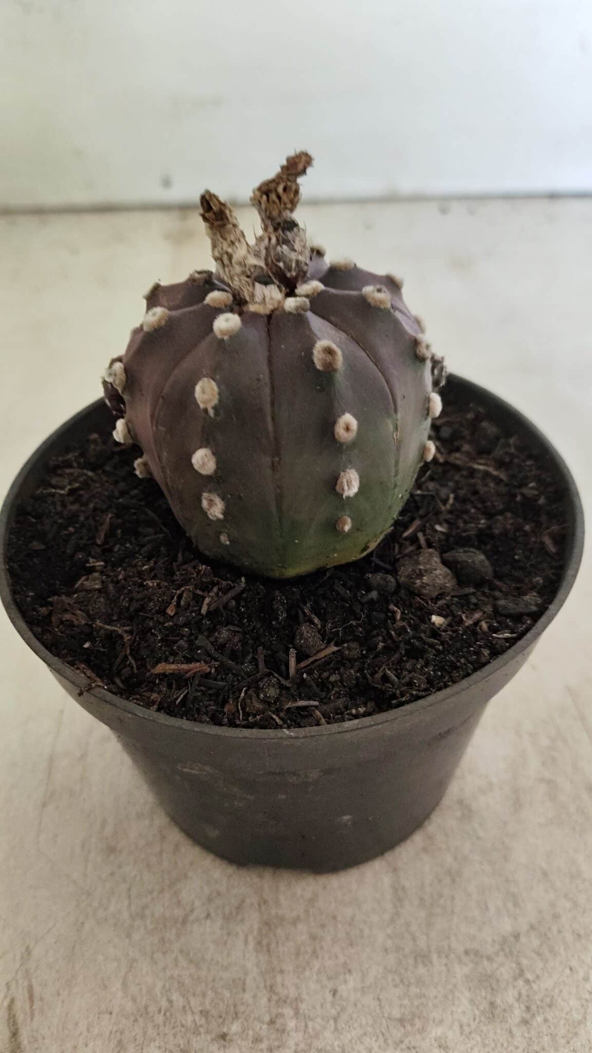 ASTROPHYTUM ASTERIAS “Purple”  Nº 983 – vaso 11 - foto 8