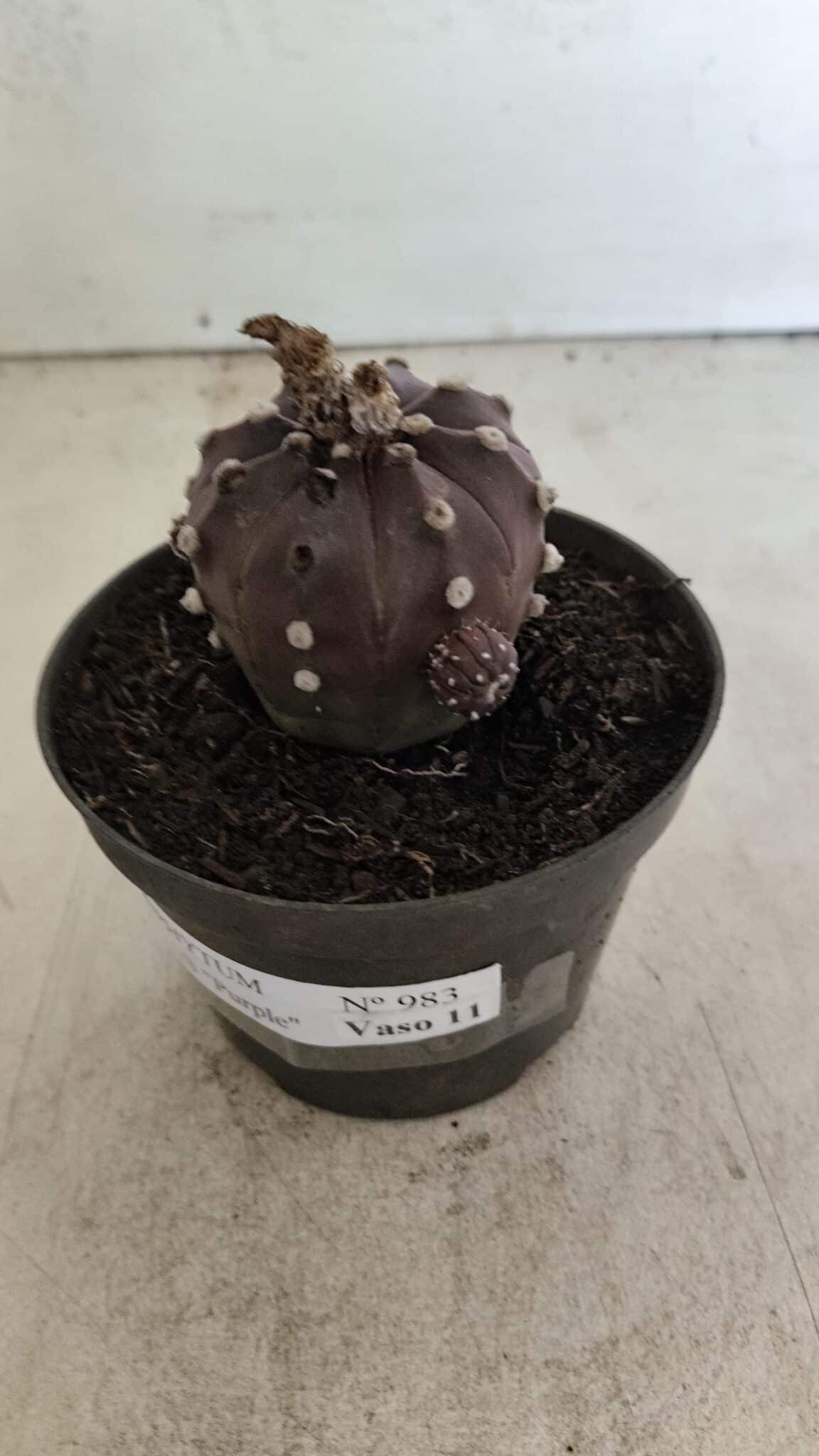 ASTROPHYTUM ASTERIAS “Purple”  Nº 983 – vaso 11 - foto 7