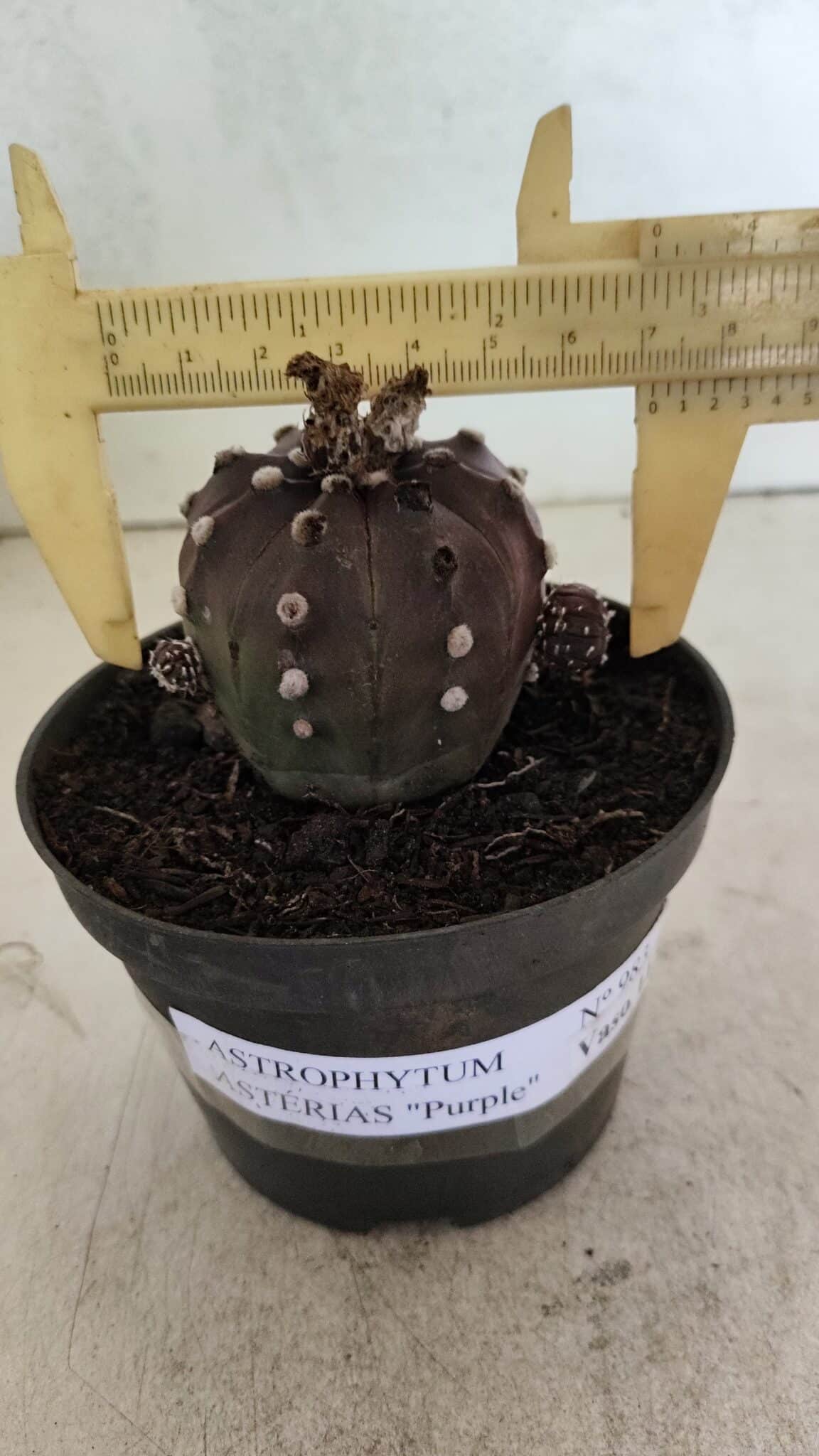 ASTROPHYTUM ASTERIAS “Purple”  Nº 983 – vaso 11 - foto 4