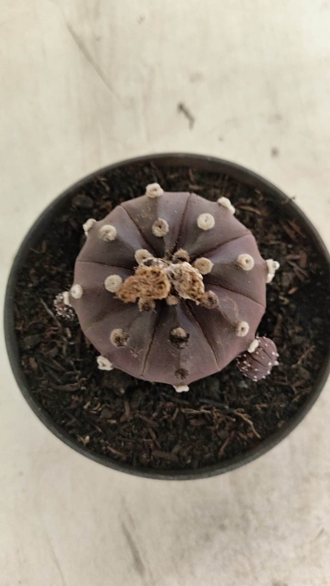 ASTROPHYTUM ASTERIAS “Purple”  Nº 983 – vaso 11 - foto 6