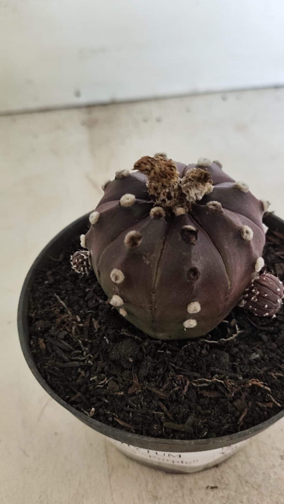 ASTROPHYTUM ASTERIAS “Purple”  Nº 983 – vaso 11 - foto 5