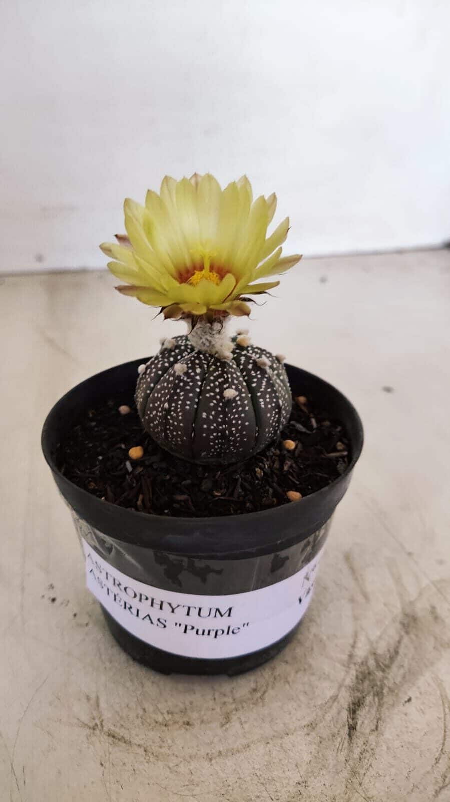 ASTROPHYTUM ASTERIAS “Purple”  Nº 984 – vaso 09 - foto 2