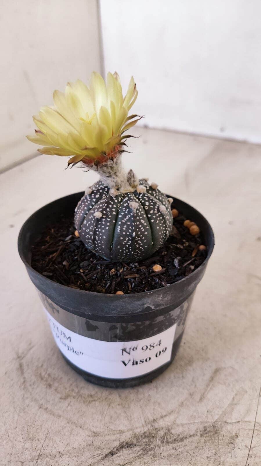 ASTROPHYTUM ASTERIAS “Purple”  Nº 984 – vaso 09 - foto 7
