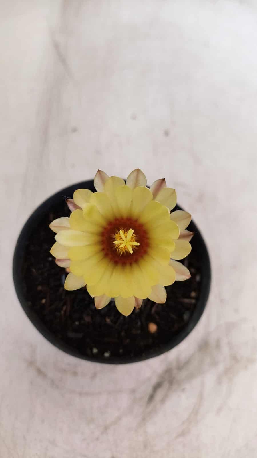 ASTROPHYTUM ASTERIAS “Purple”  Nº 984 – vaso 09 - foto 3