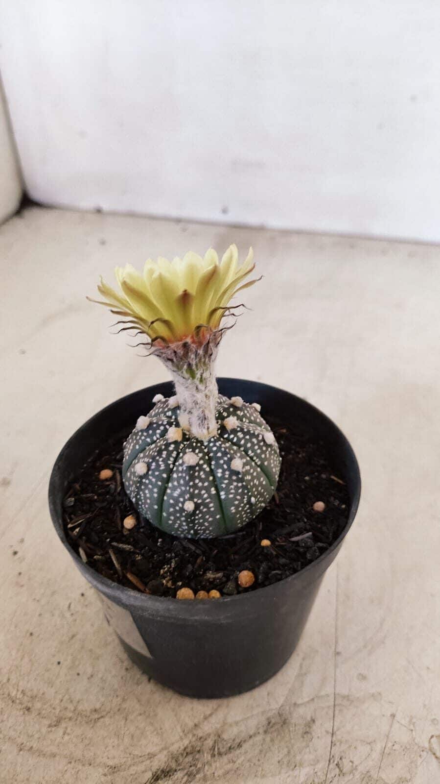 ASTROPHYTUM ASTERIAS “Purple”  Nº 984 – vaso 09 - foto 6