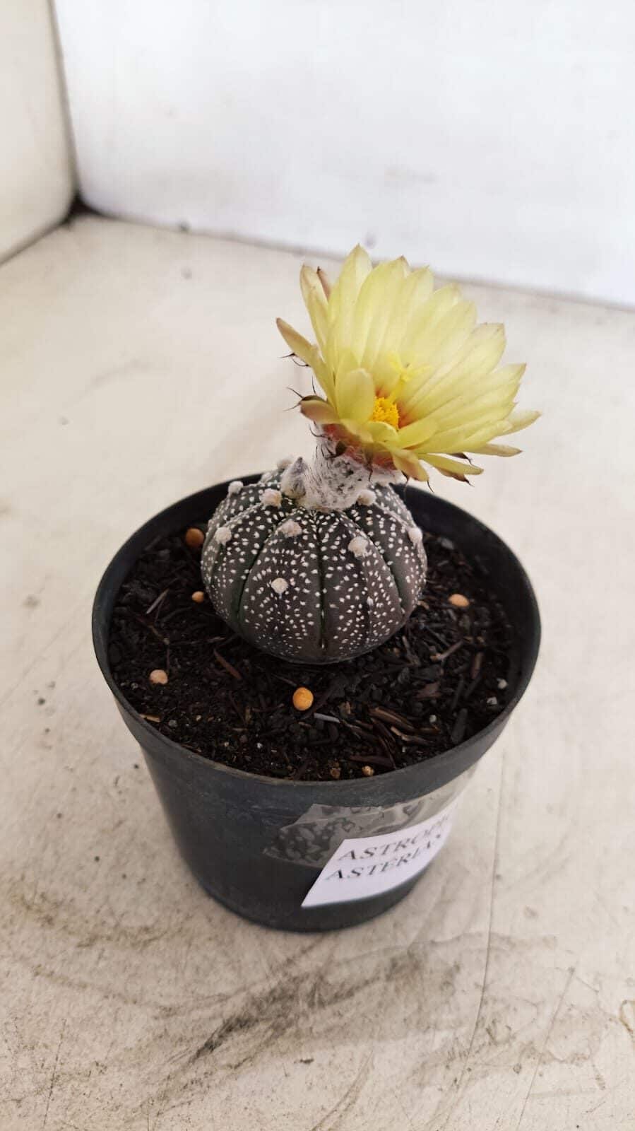ASTROPHYTUM ASTERIAS “Purple”  Nº 984 – vaso 09 - foto 5