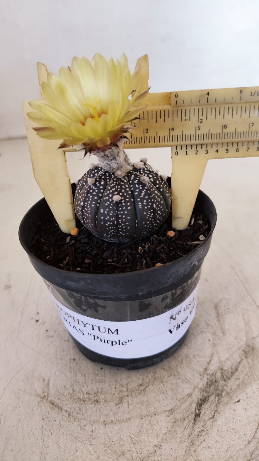 ASTROPHYTUM ASTERIAS “Purple”  Nº 984 – vaso 09 - foto 4