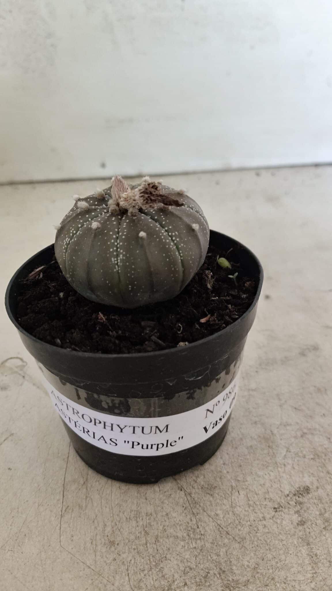 ASTROPHYTUM ASTERIAS “Purple”  Nº 986 – vaso 09 - foto 2