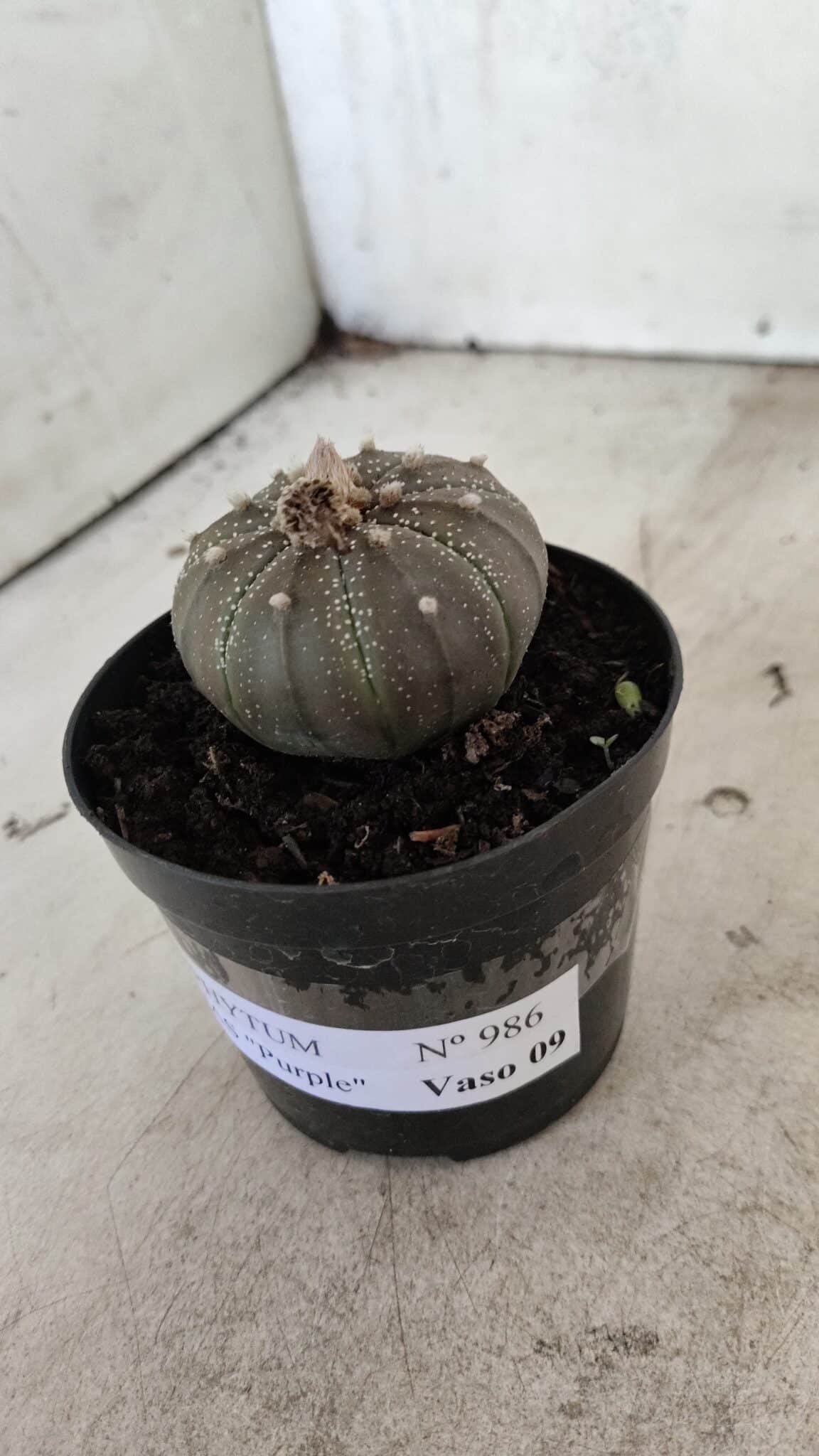 ASTROPHYTUM ASTERIAS “Purple”  Nº 986 – vaso 09 - foto 9