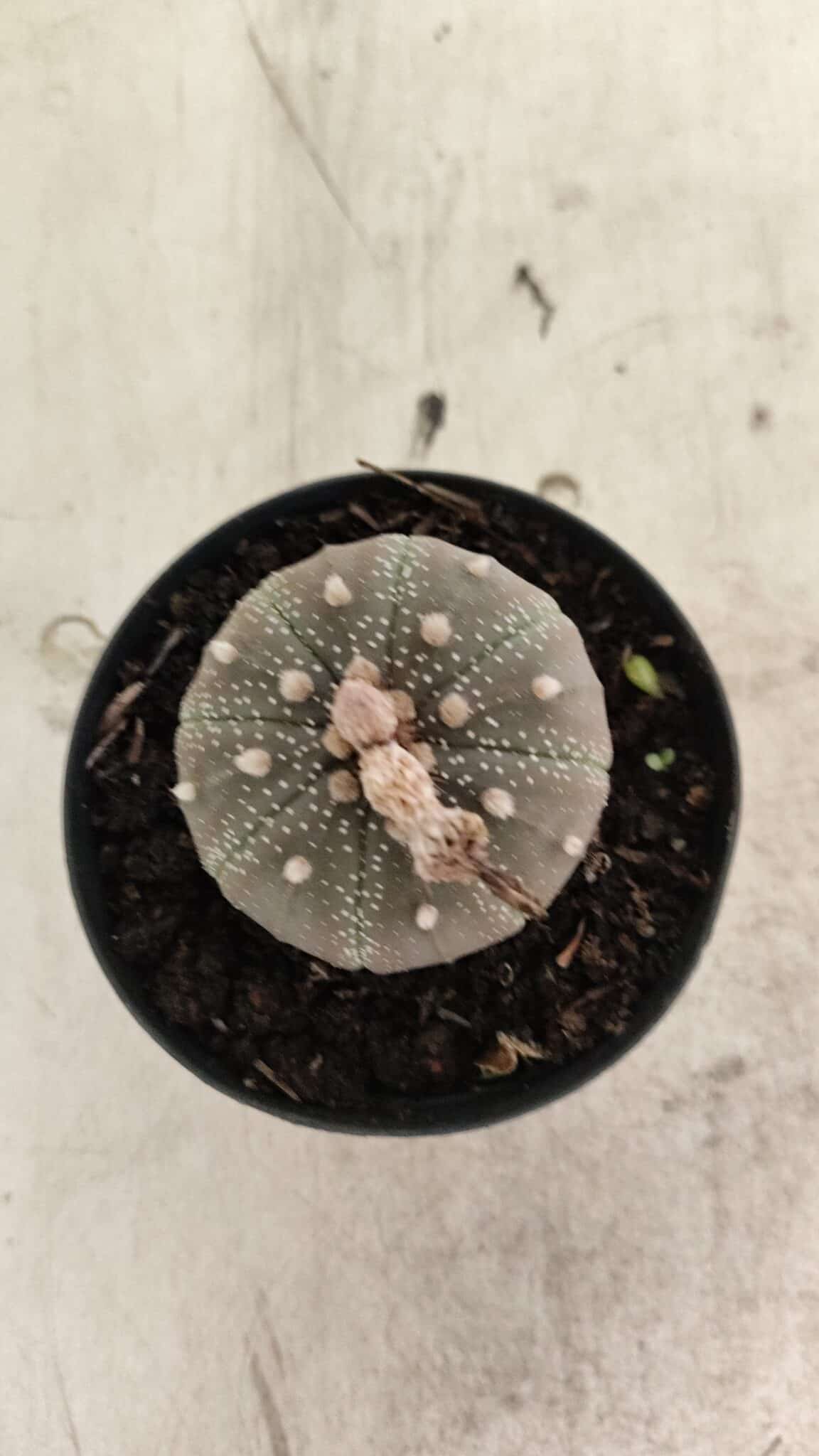 ASTROPHYTUM ASTERIAS “Purple”  Nº 986 – vaso 09 - foto 3