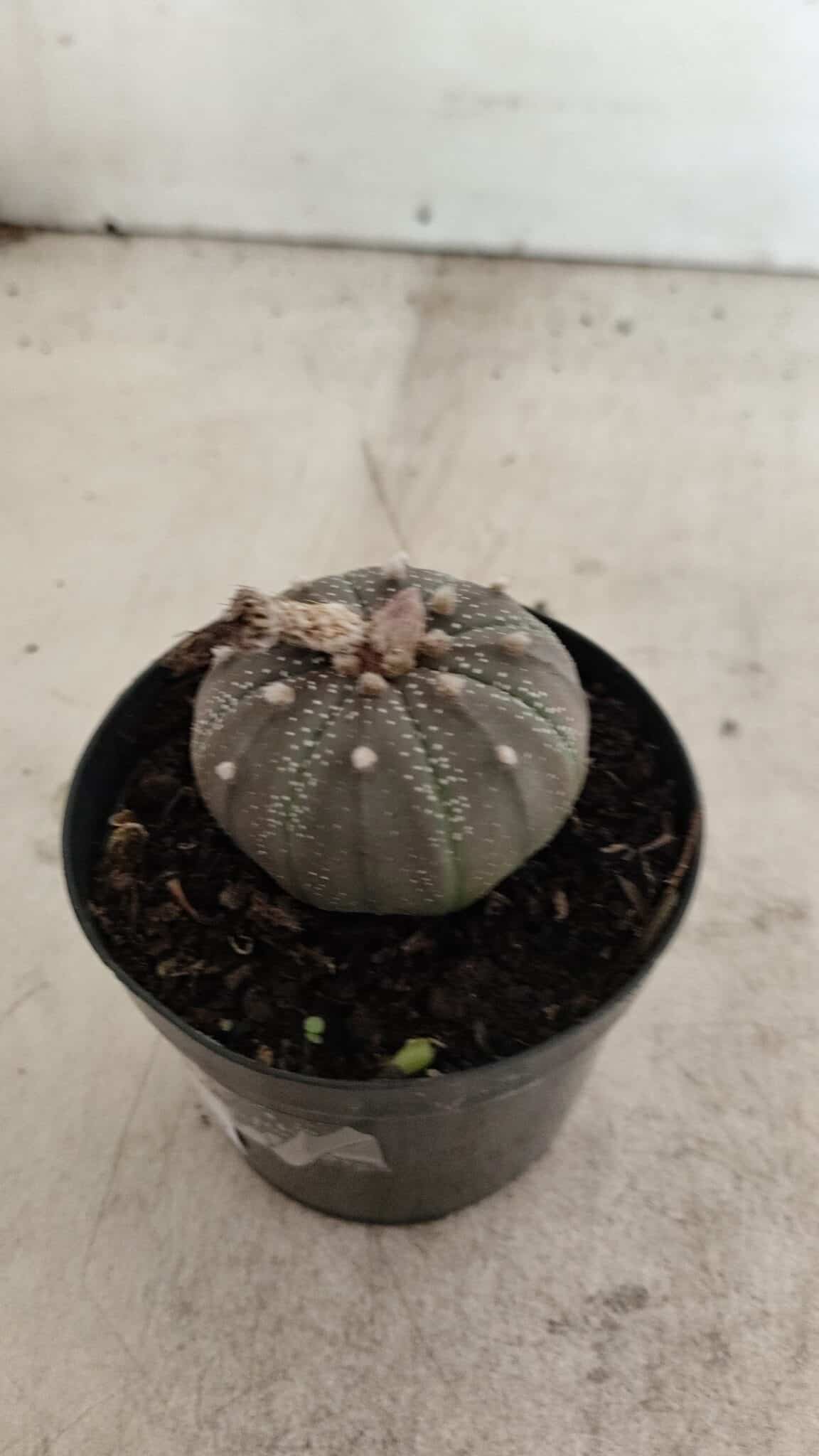 ASTROPHYTUM ASTERIAS “Purple”  Nº 986 – vaso 09 - foto 8