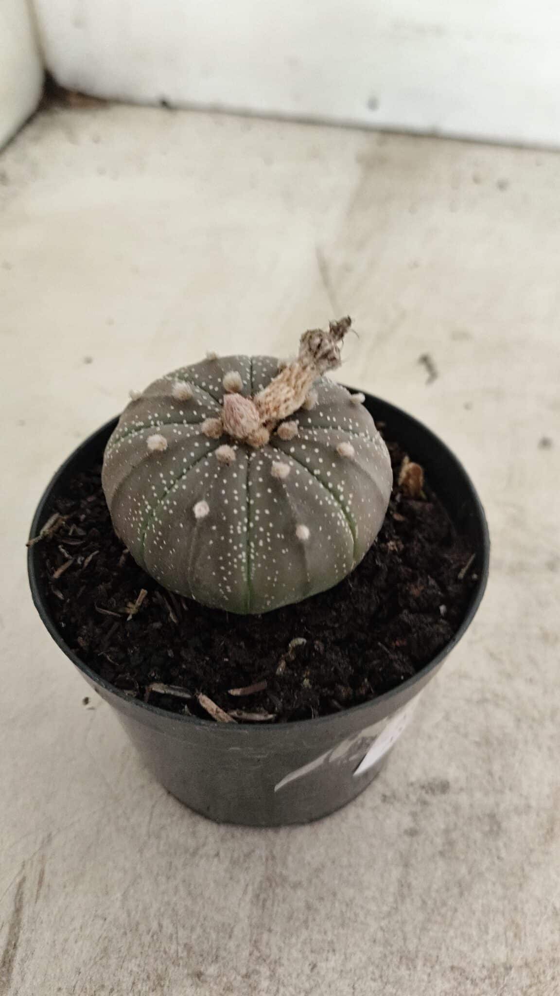 ASTROPHYTUM ASTERIAS “Purple”  Nº 986 – vaso 09 - foto 7