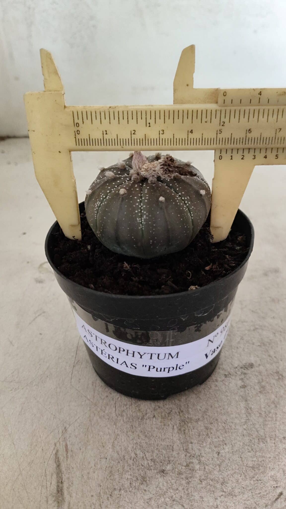 ASTROPHYTUM ASTERIAS “Purple”  Nº 986 – vaso 09 - foto 4