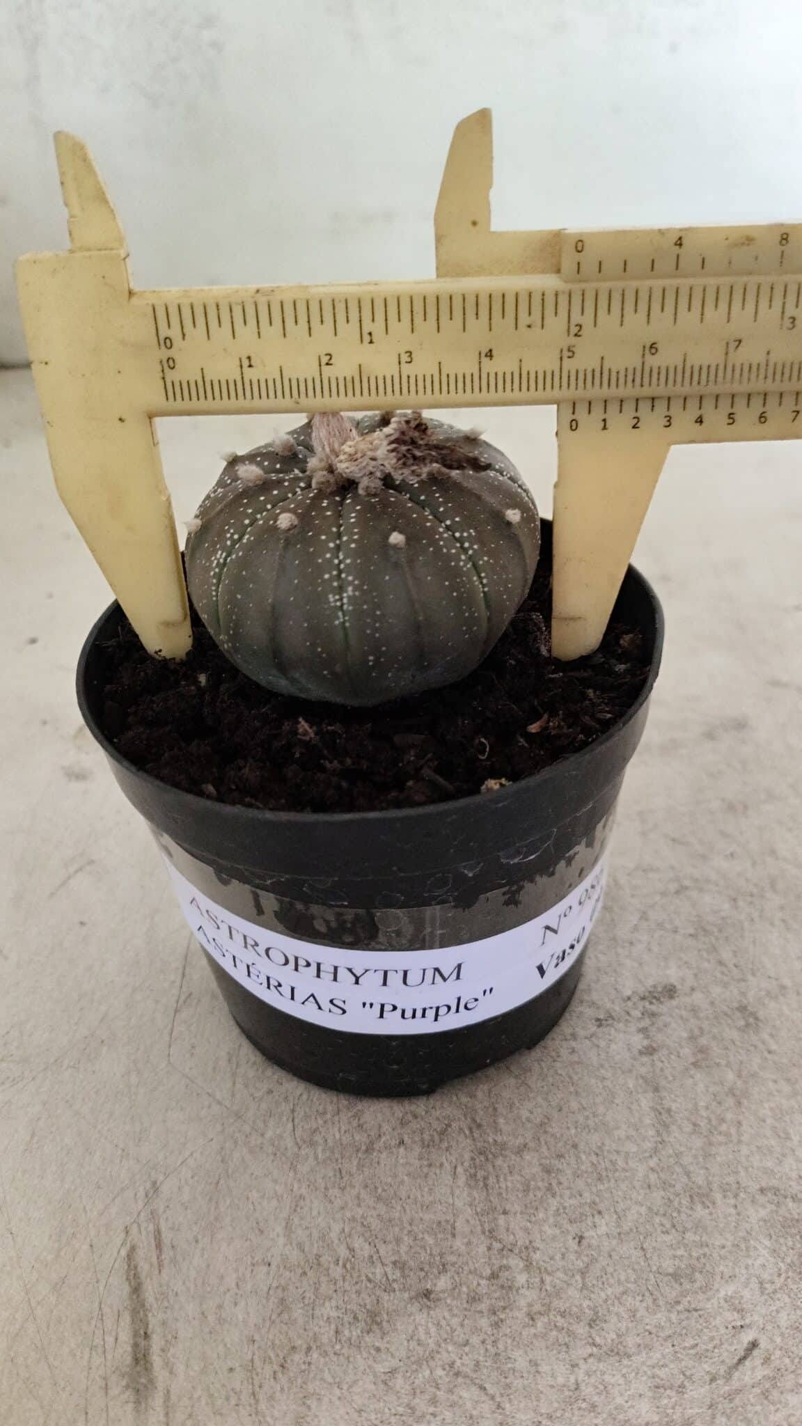 ASTROPHYTUM ASTERIAS “Purple”  Nº 986 – vaso 09 - foto 6