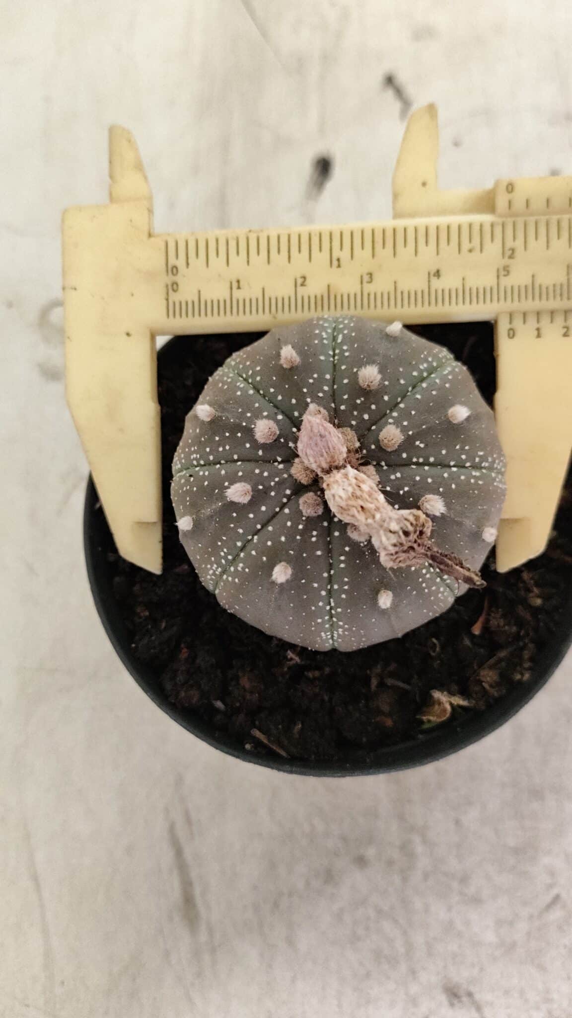 ASTROPHYTUM ASTERIAS “Purple”  Nº 986 – vaso 09 - foto 5