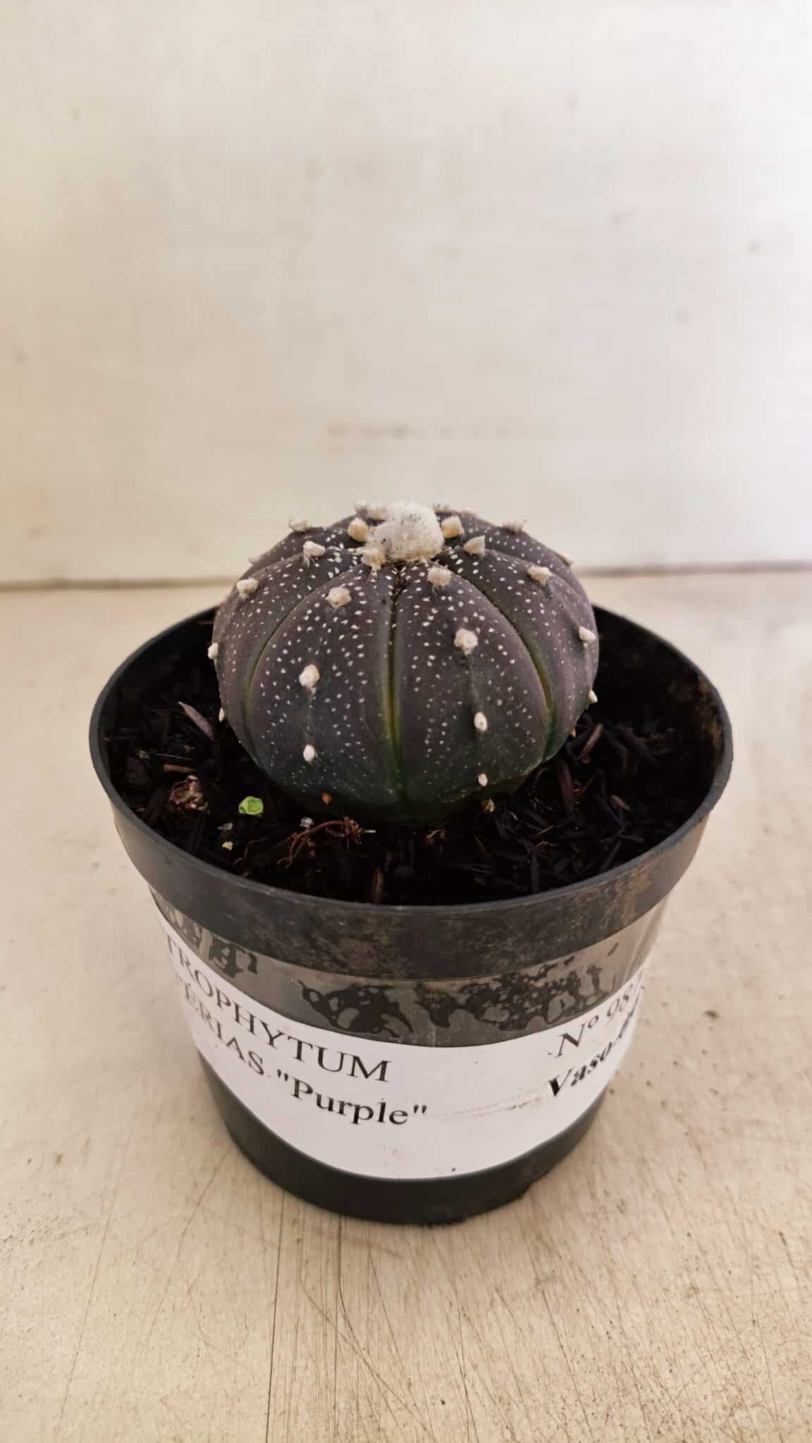 ASTROPHYTUM ASTERIAS “Purple”  Nº 987 – vaso 09 - foto 2
