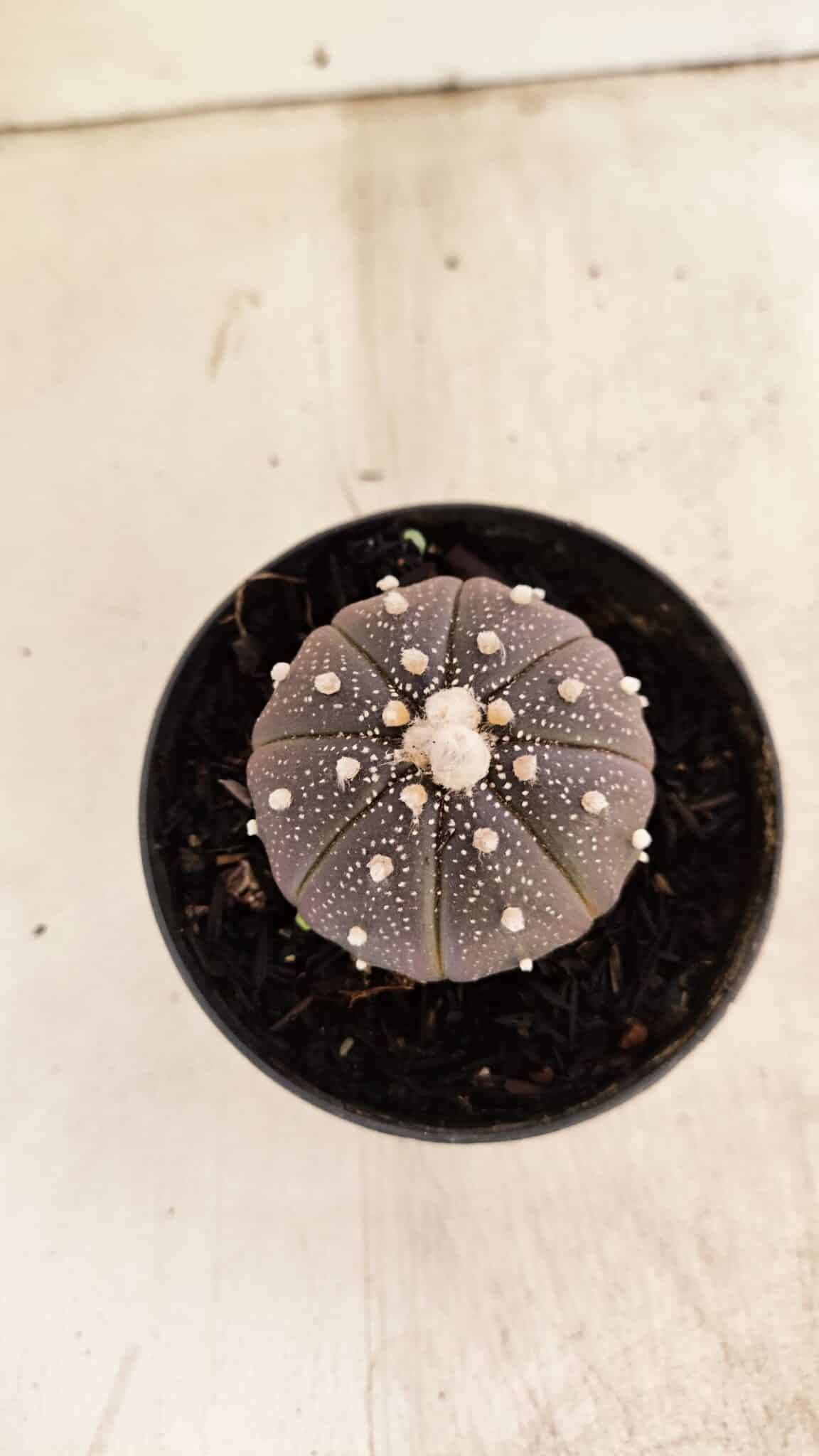 ASTROPHYTUM ASTERIAS “Purple”  Nº 987 – vaso 09 - foto 3