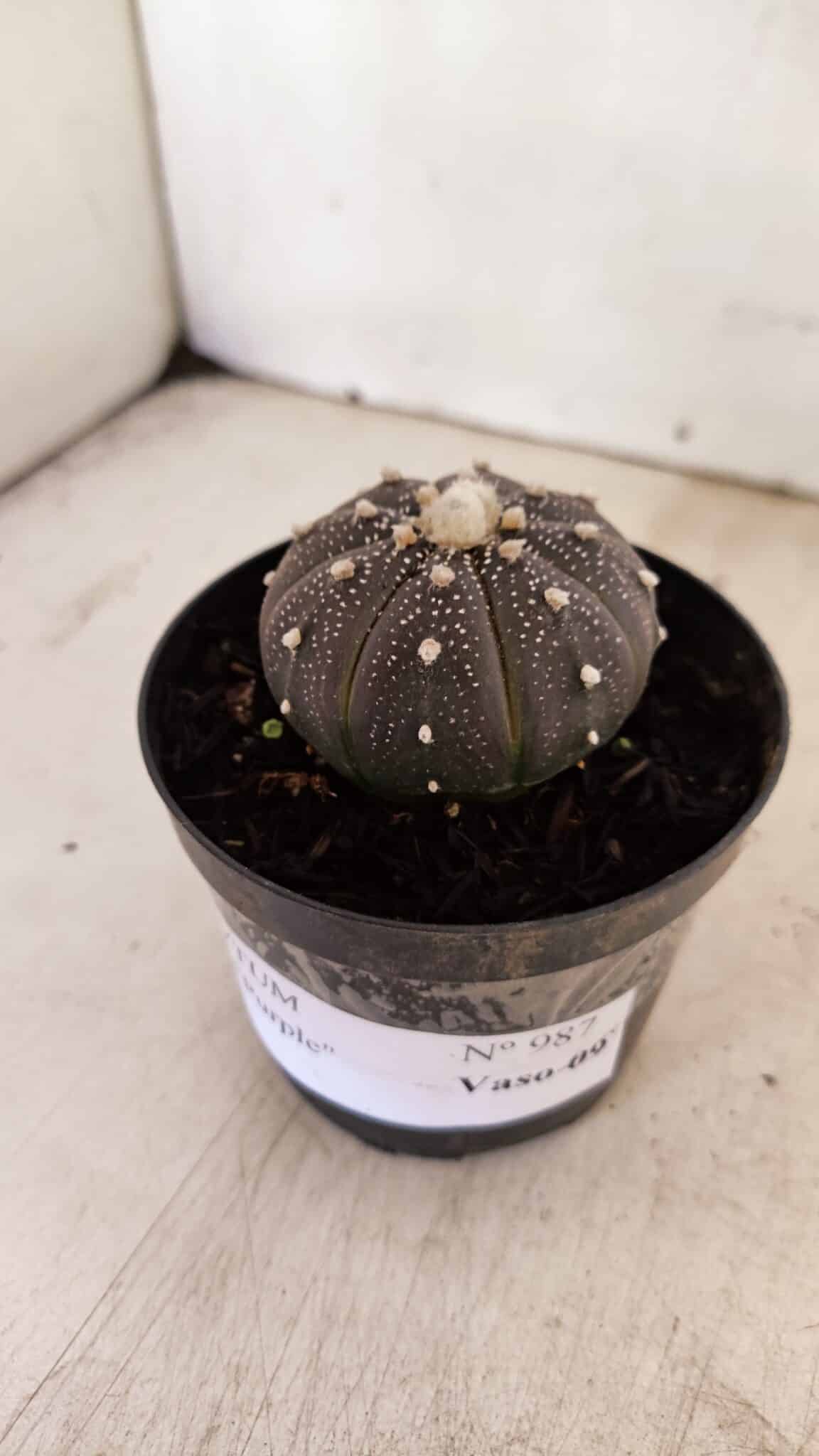 ASTROPHYTUM ASTERIAS “Purple”  Nº 987 – vaso 09 - foto 7