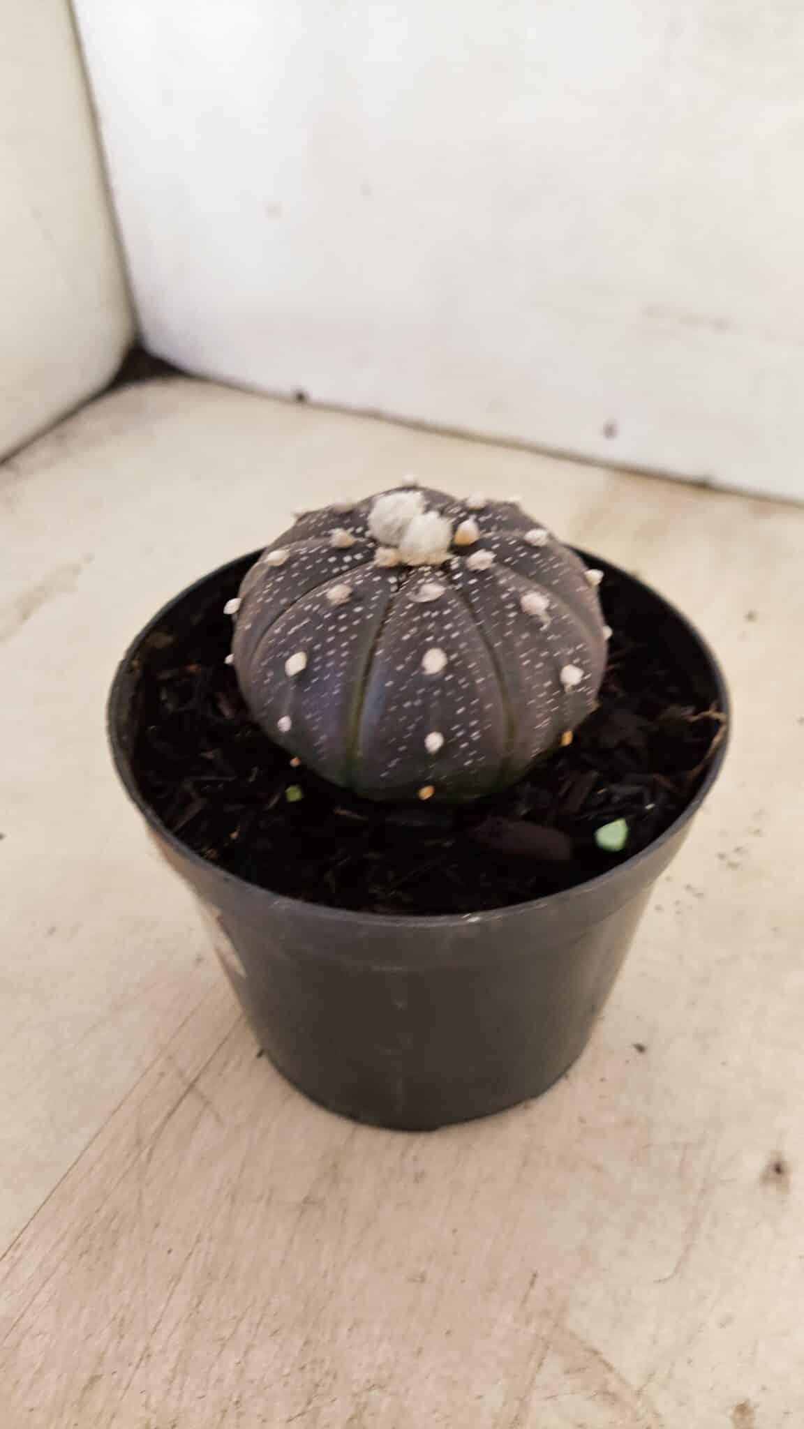 ASTROPHYTUM ASTERIAS “Purple”  Nº 987 – vaso 09 - foto 6