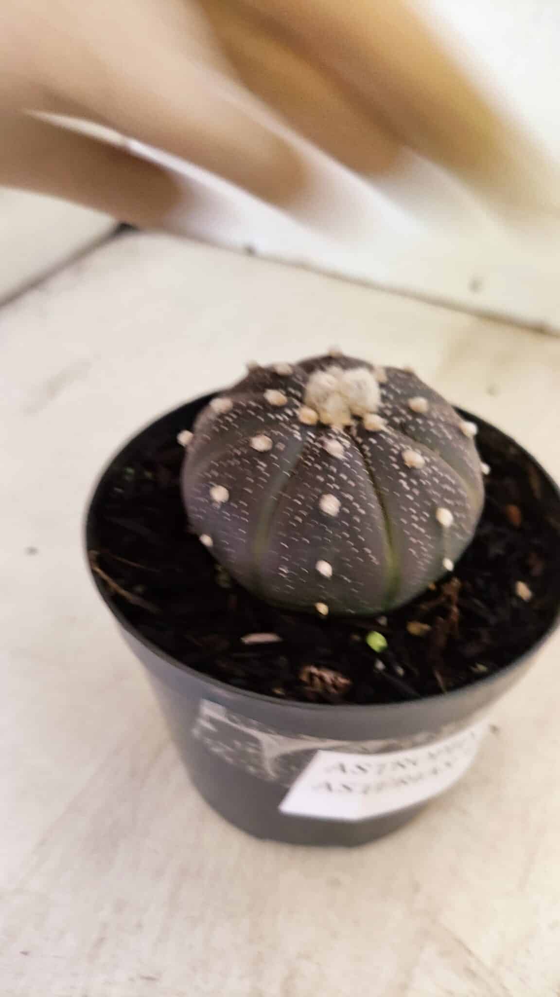 ASTROPHYTUM ASTERIAS “Purple”  Nº 987 – vaso 09 - foto 5