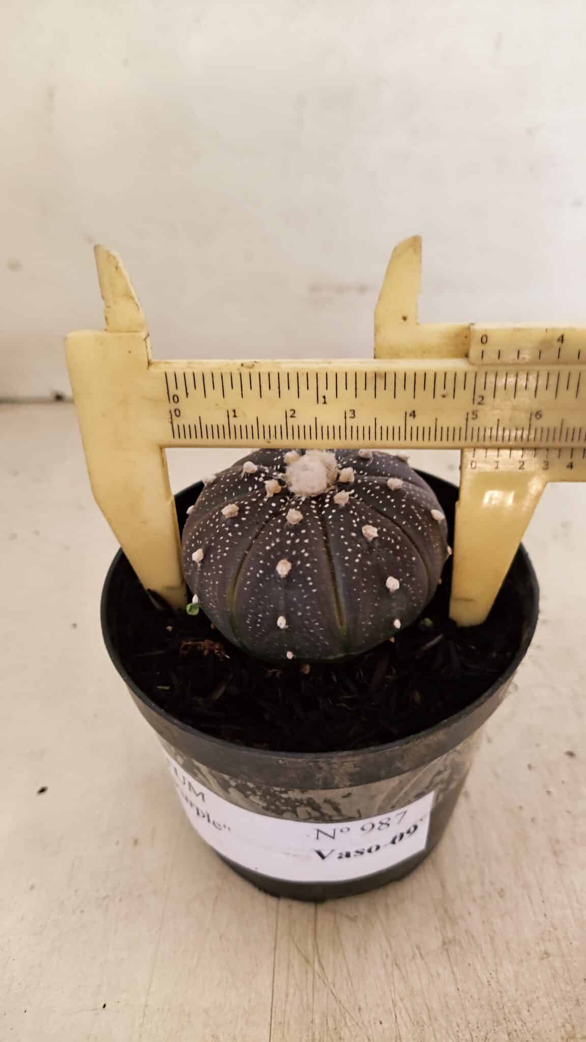 ASTROPHYTUM ASTERIAS “Purple”  Nº 987 – vaso 09 - foto 4