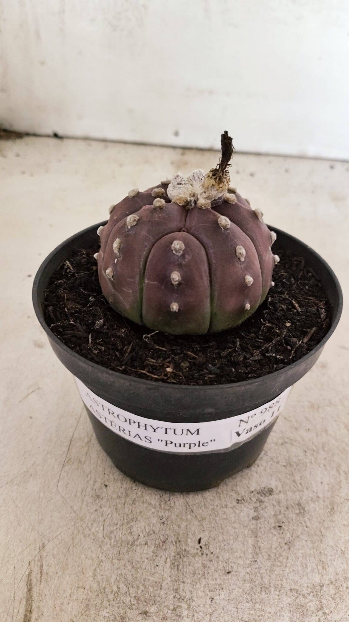 ASTROPHYTUM ASTERIAS “Purple”  Nº 988 – vaso 11 - foto 2