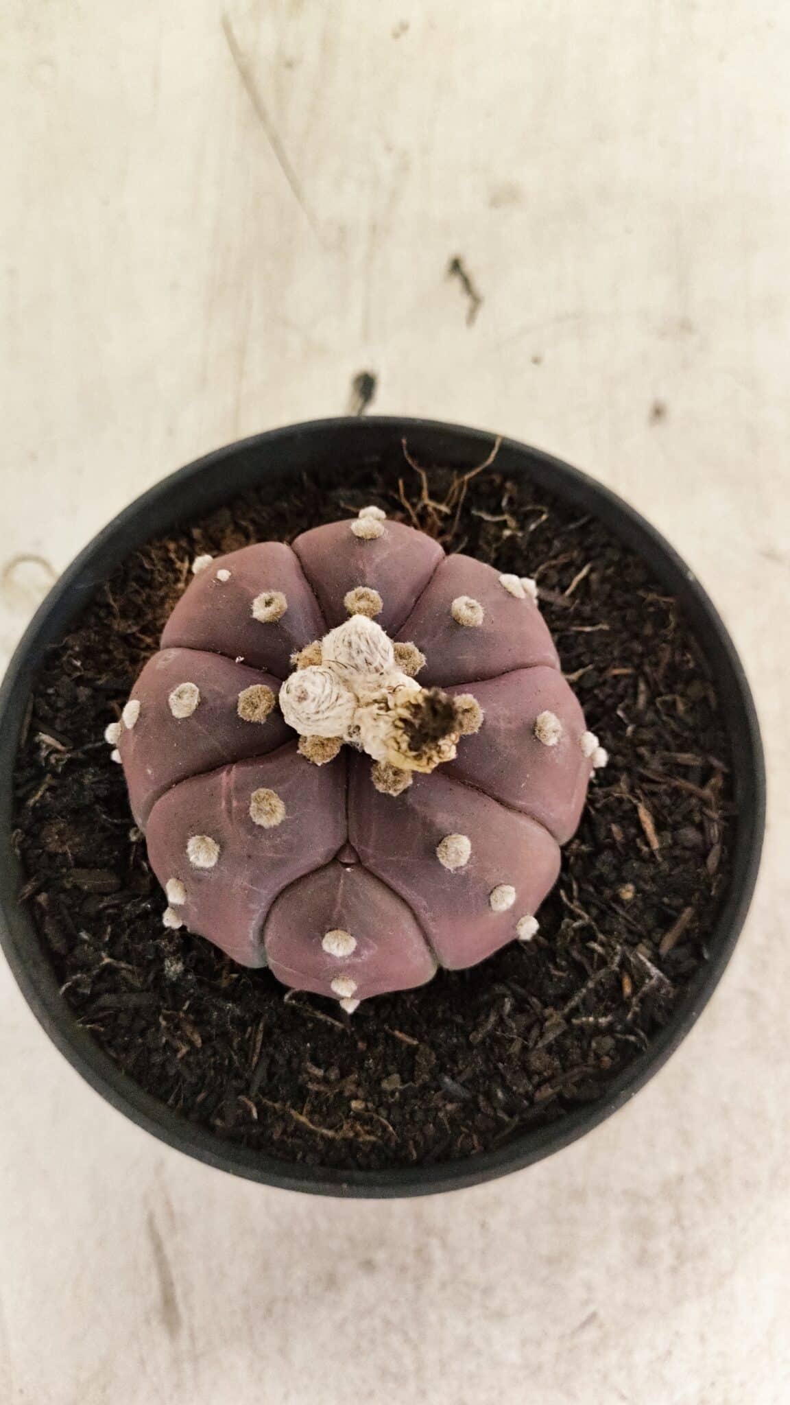 ASTROPHYTUM ASTERIAS “Purple”  Nº 988 – vaso 11 - foto 10