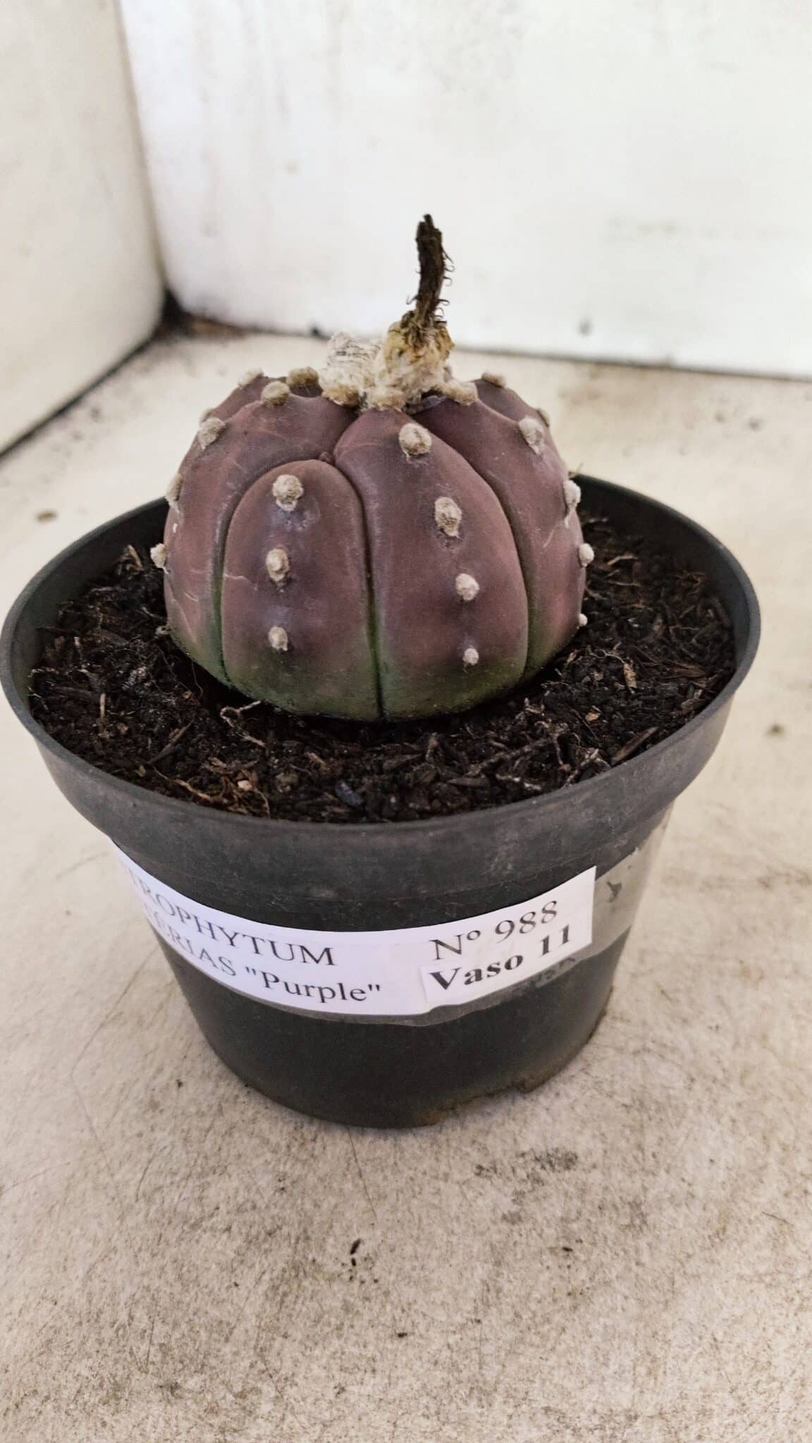 ASTROPHYTUM ASTERIAS “Purple”  Nº 988 – vaso 11 - foto 9