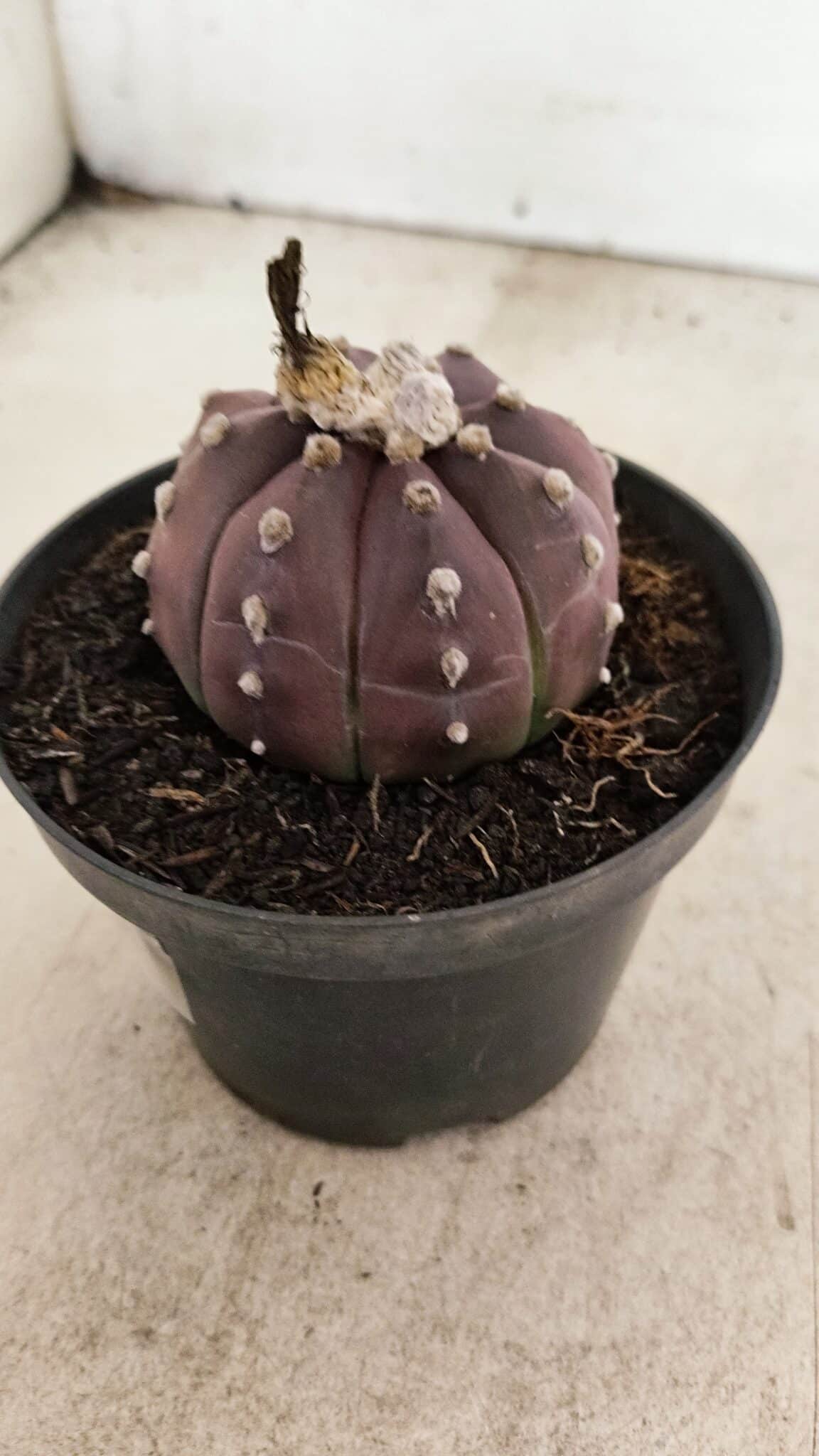 ASTROPHYTUM ASTERIAS “Purple”  Nº 988 – vaso 11 - foto 8