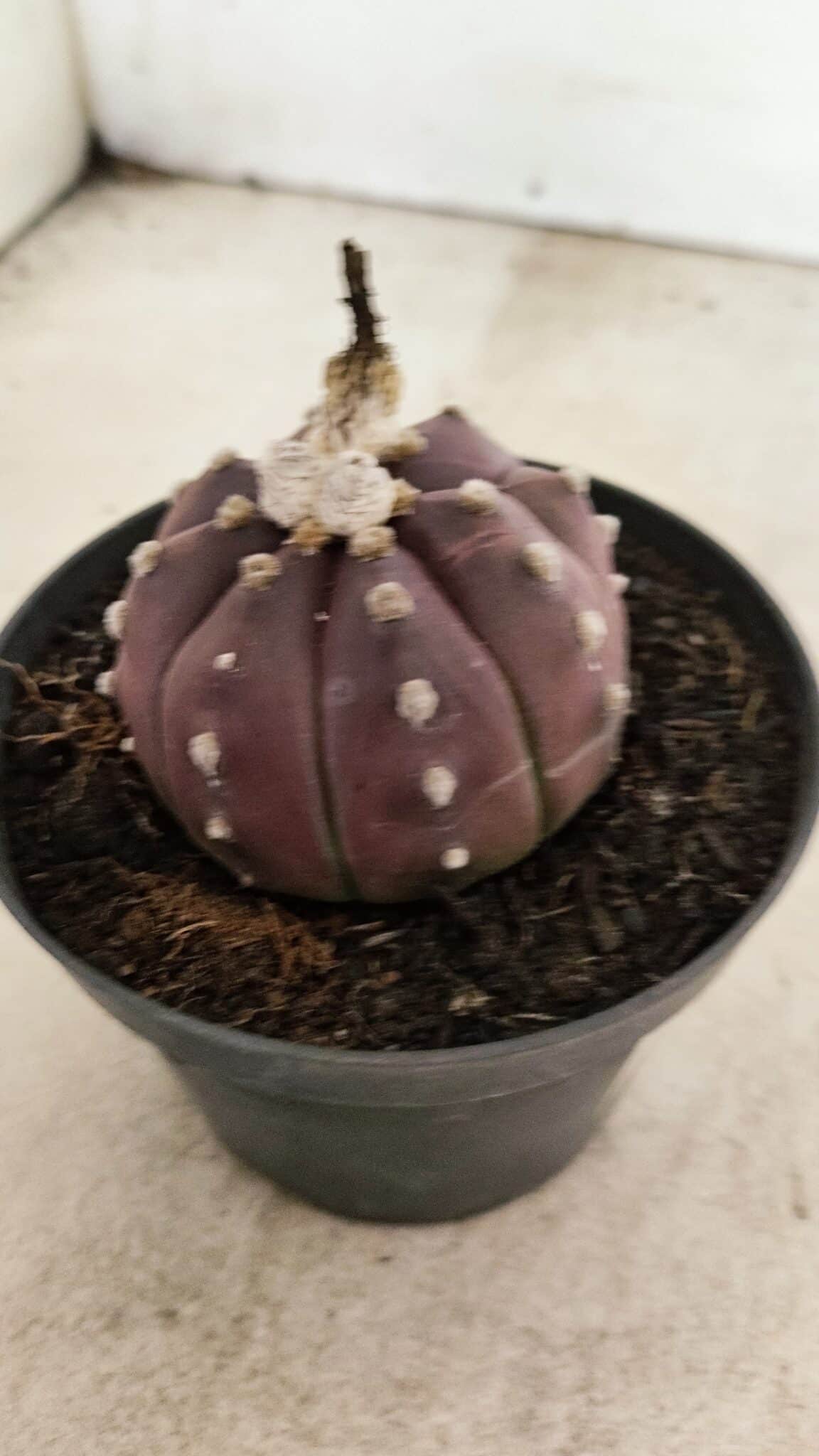 ASTROPHYTUM ASTERIAS “Purple”  Nº 988 – vaso 11 - foto 6