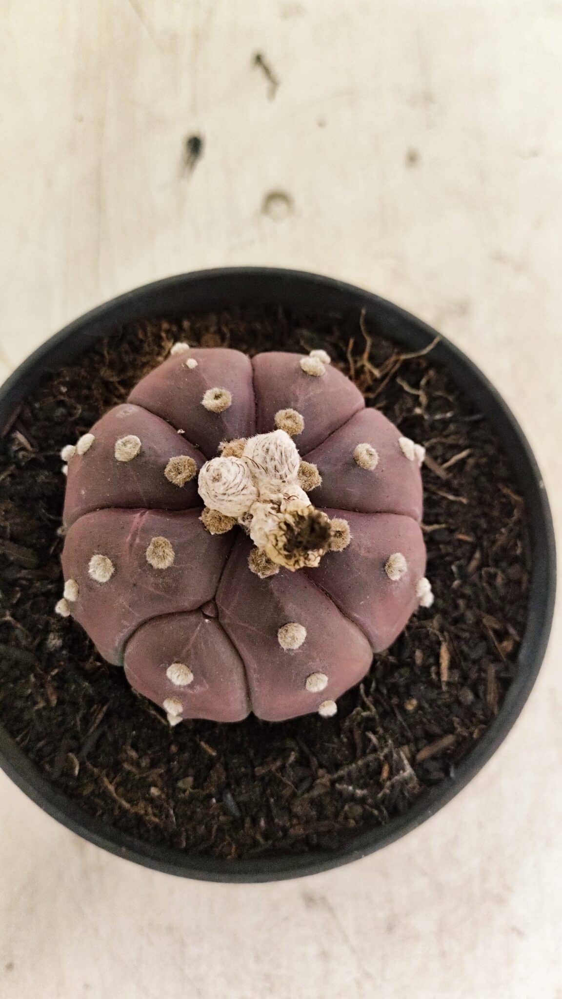 ASTROPHYTUM ASTERIAS “Purple”  Nº 988 – vaso 11 - foto 3