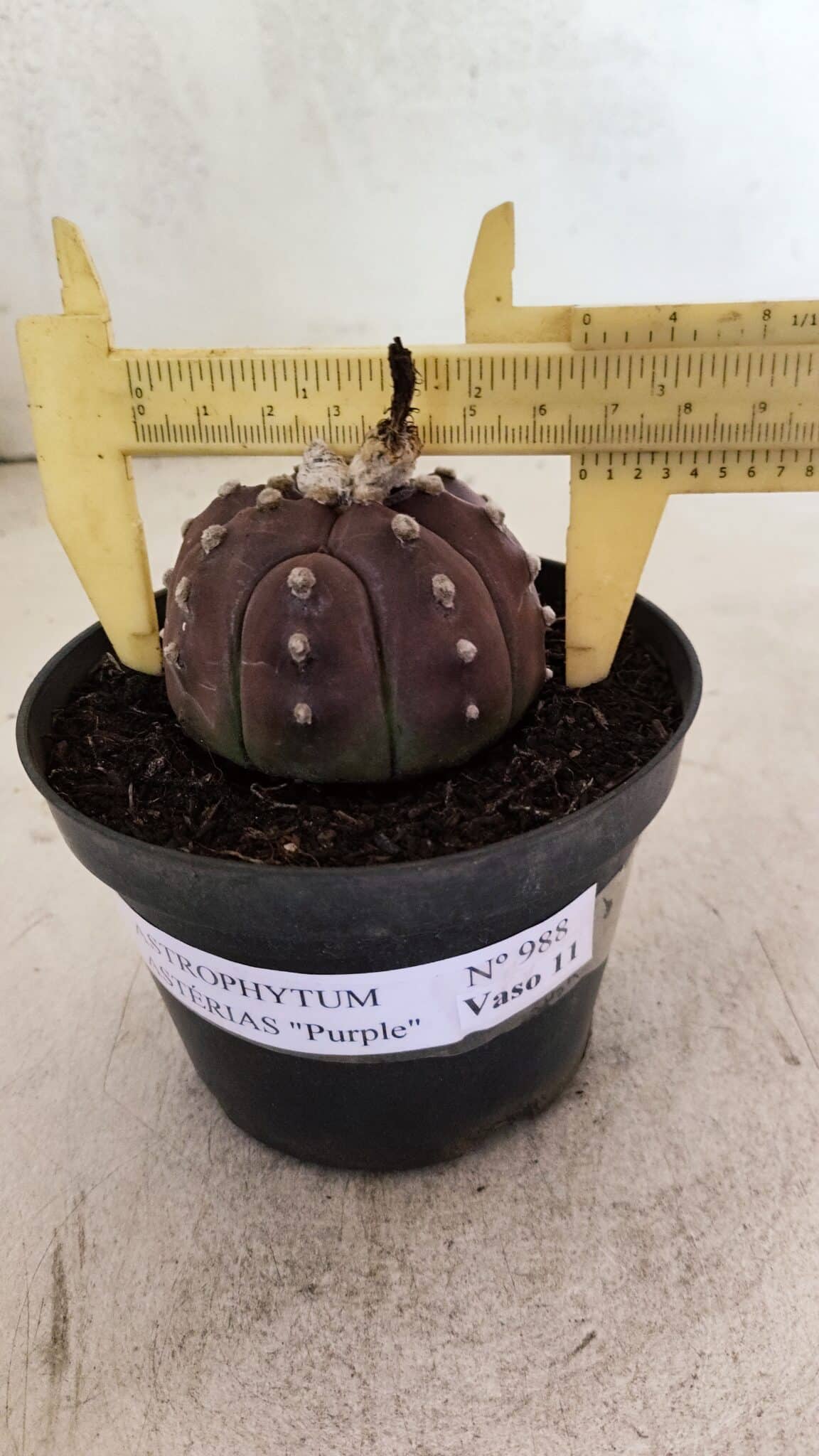 ASTROPHYTUM ASTERIAS “Purple”  Nº 988 – vaso 11 - foto 4