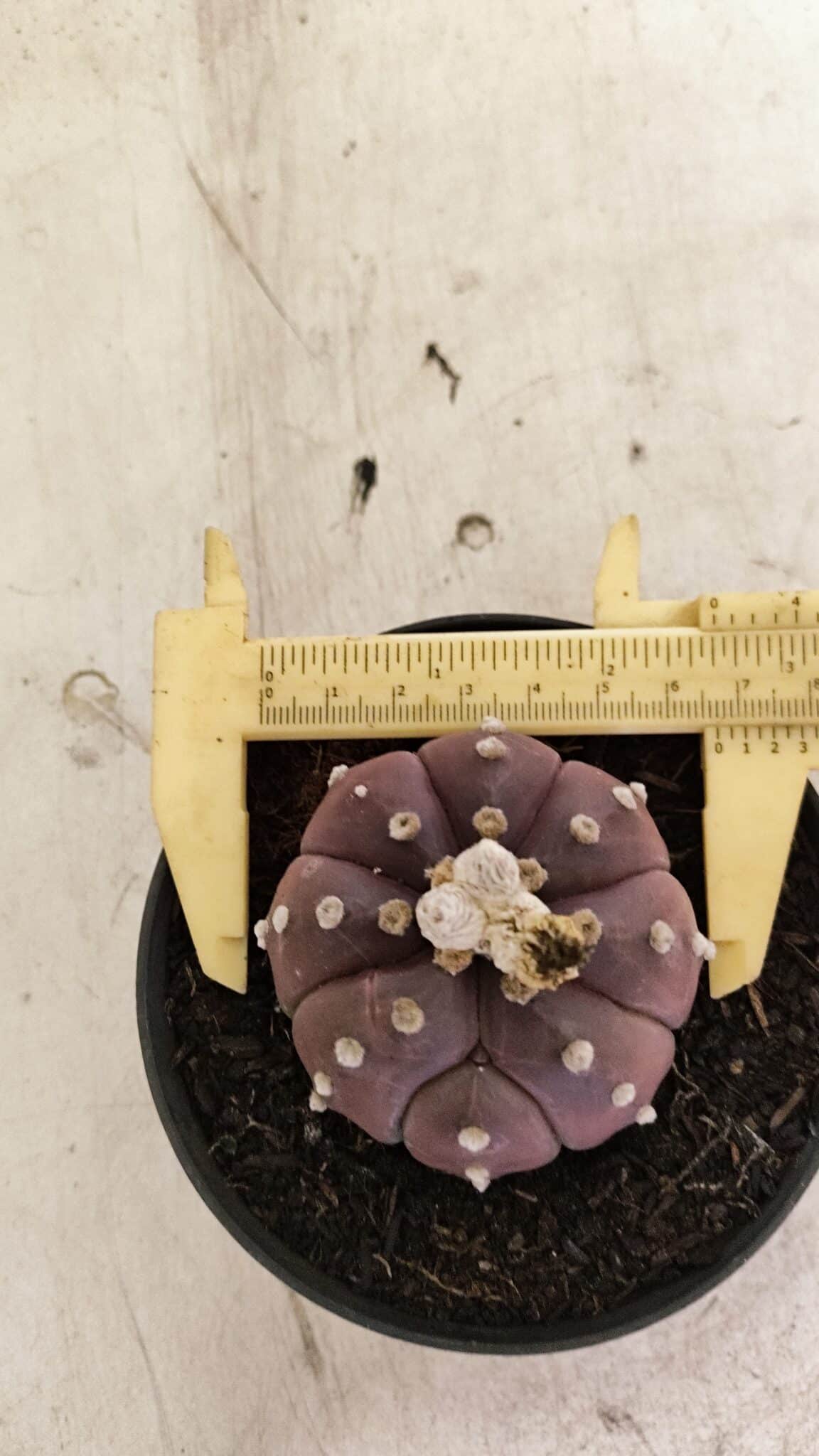 ASTROPHYTUM ASTERIAS “Purple”  Nº 988 – vaso 11 - foto 7