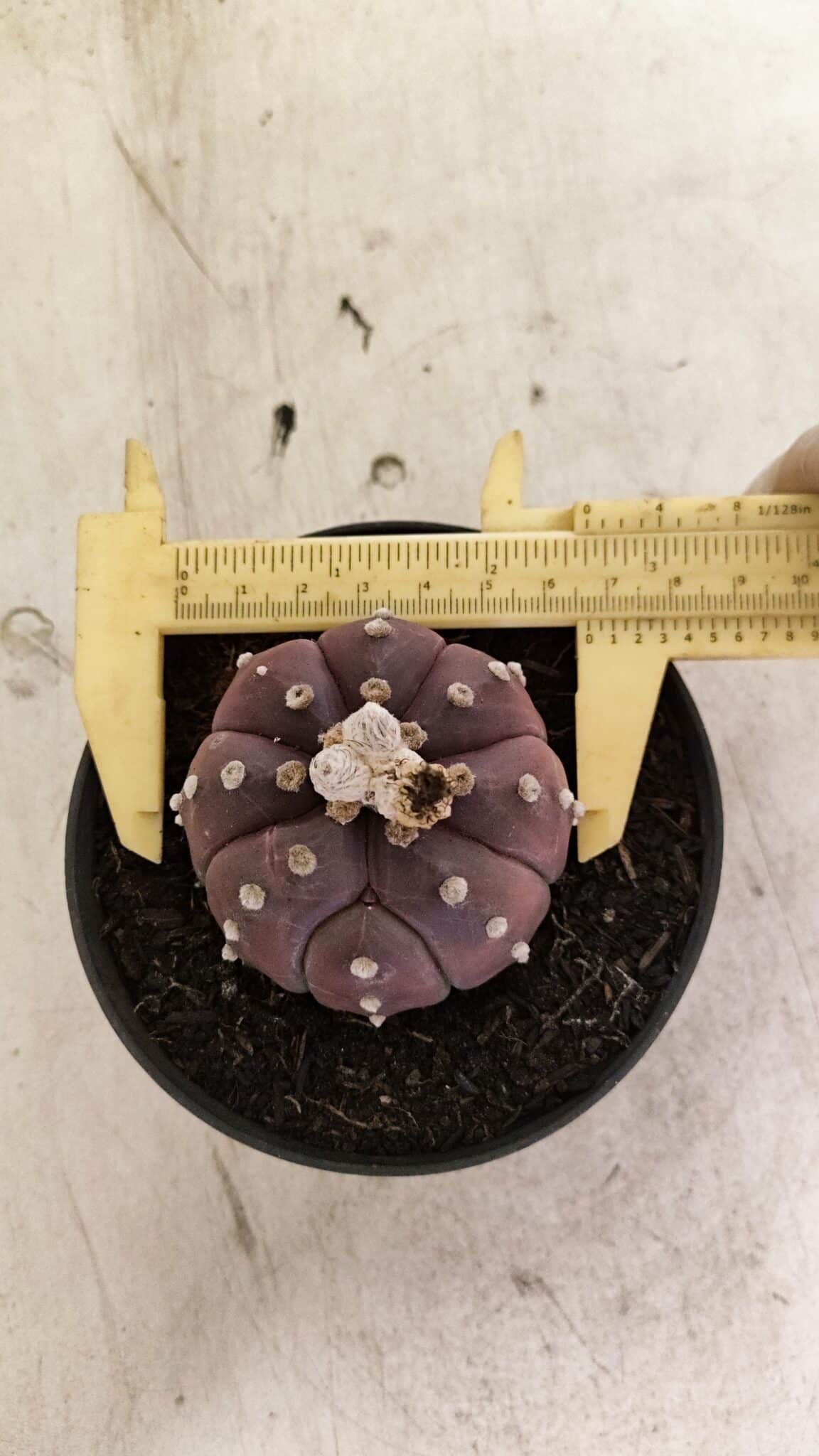 ASTROPHYTUM ASTERIAS “Purple”  Nº 988 – vaso 11 - foto 5