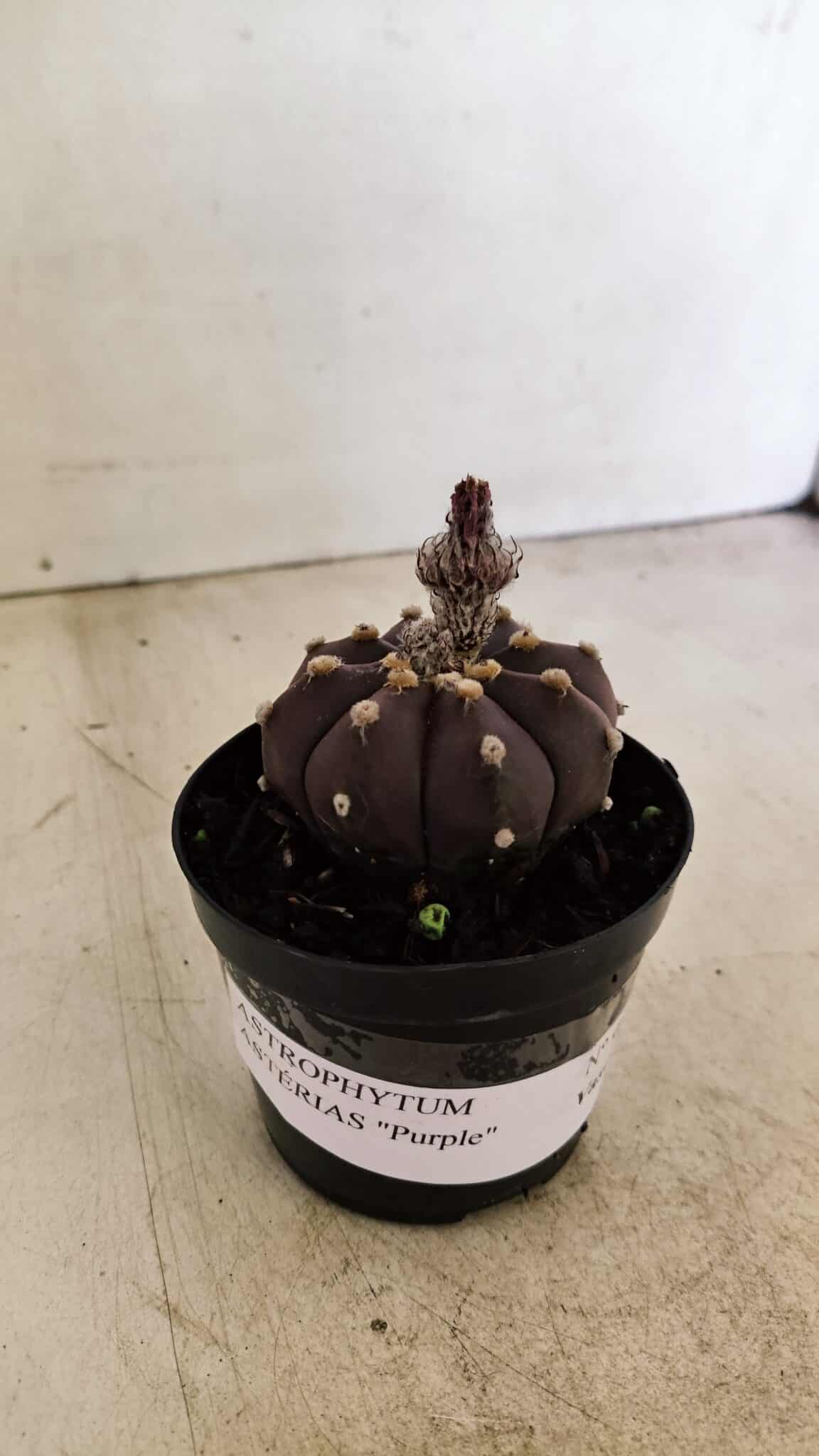 ASTROPHYTUM ASTERIAS “Purple”  Nº 989 – vaso 09 - foto 2