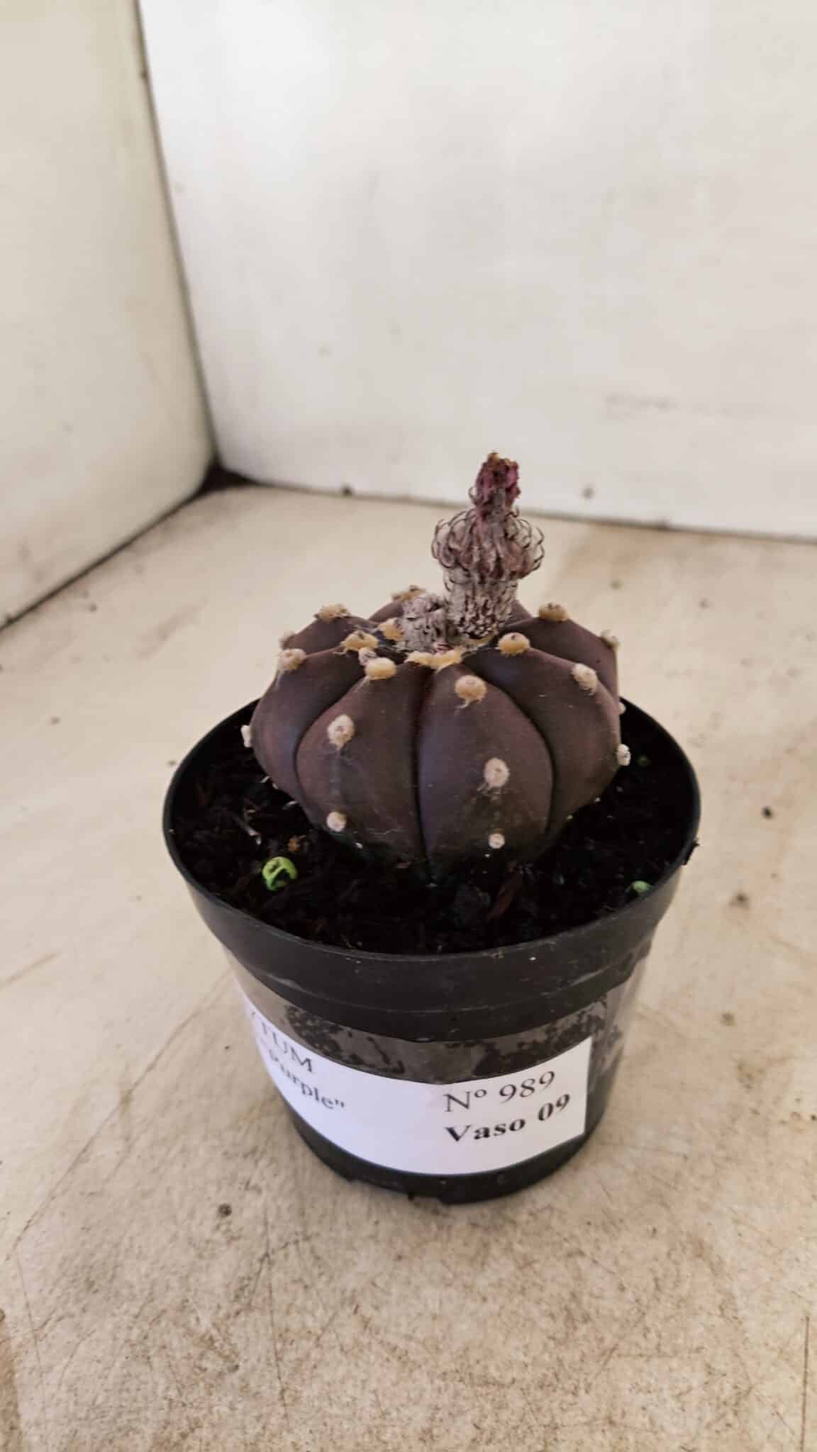 ASTROPHYTUM ASTERIAS “Purple”  Nº 989 – vaso 09 - foto 9