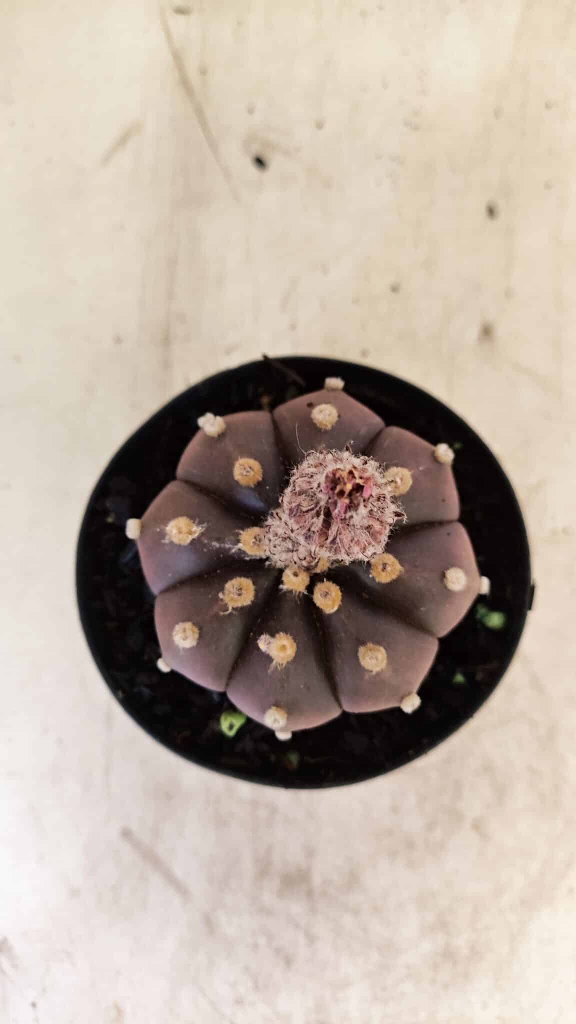 ASTROPHYTUM ASTERIAS “Purple”  Nº 989 – vaso 09 - foto 8