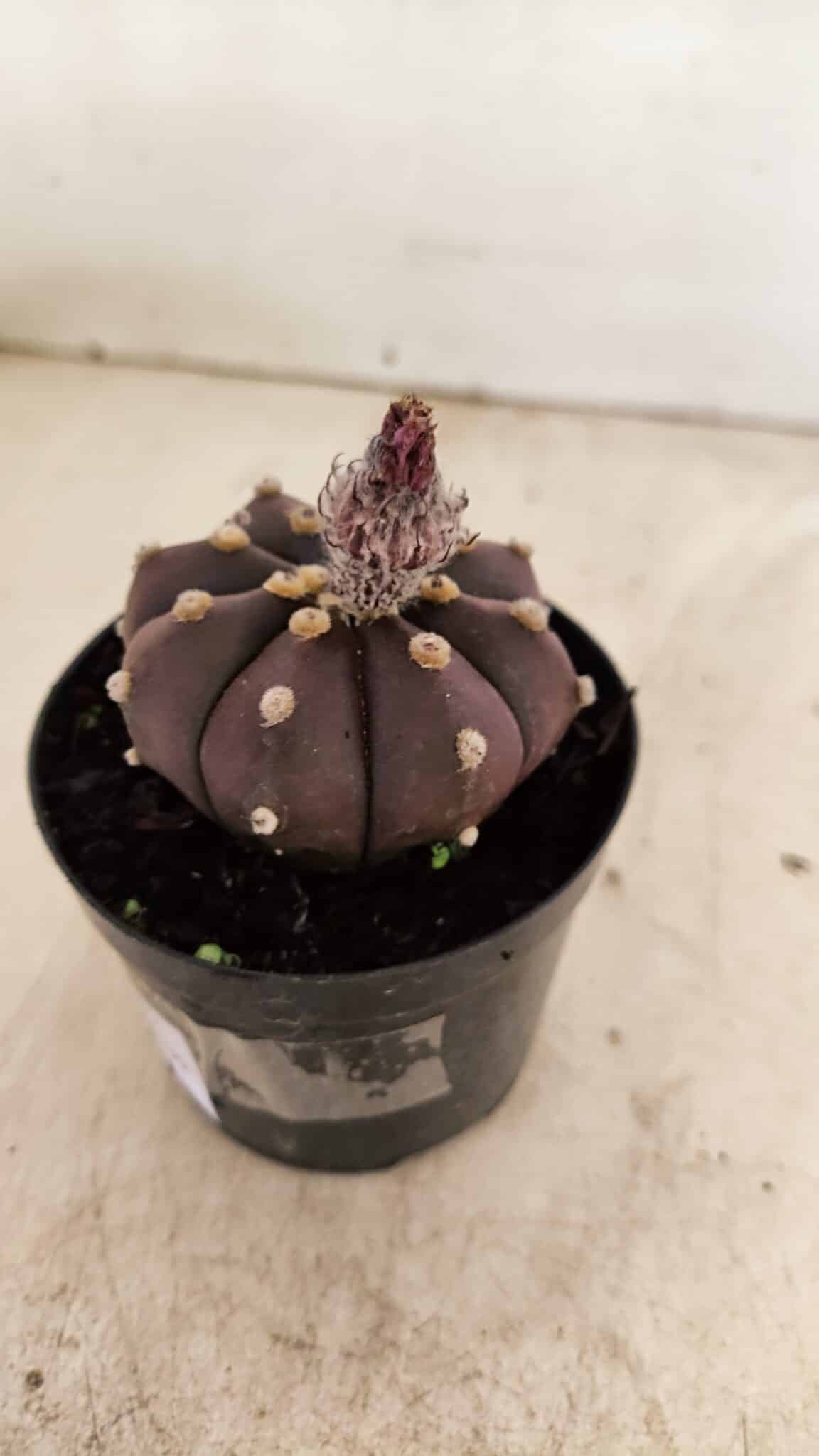 ASTROPHYTUM ASTERIAS “Purple”  Nº 989 – vaso 09 - foto 7
