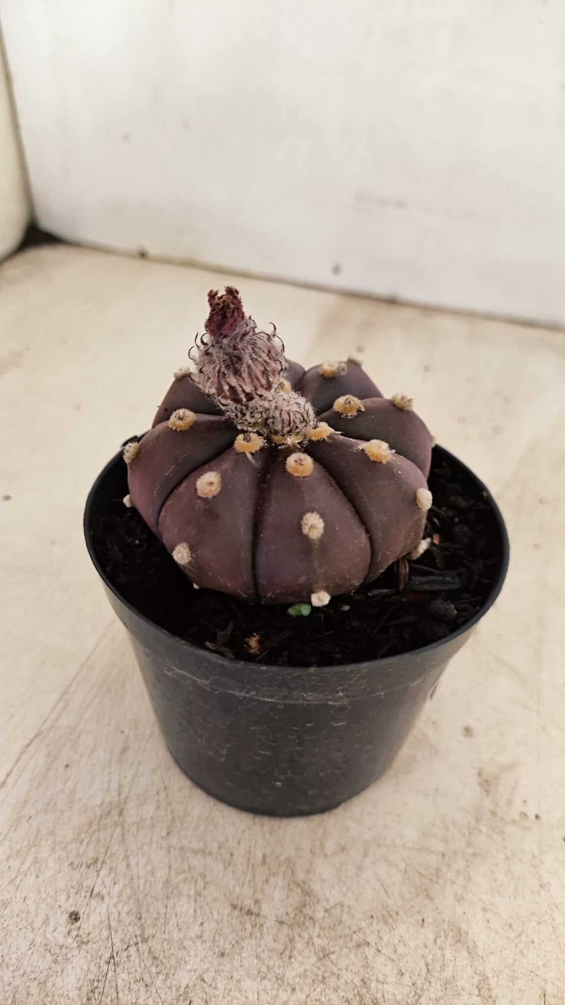 ASTROPHYTUM ASTERIAS “Purple”  Nº 989 – vaso 09 - foto 6