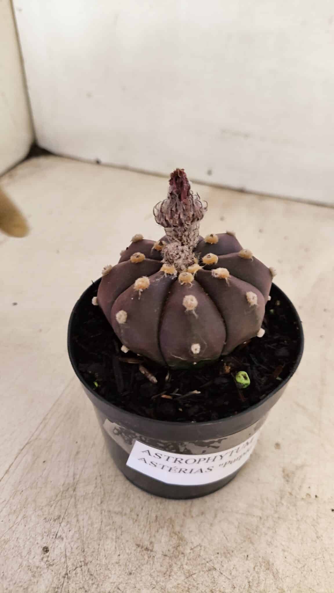 ASTROPHYTUM ASTERIAS “Purple”  Nº 989 – vaso 09 - foto 5