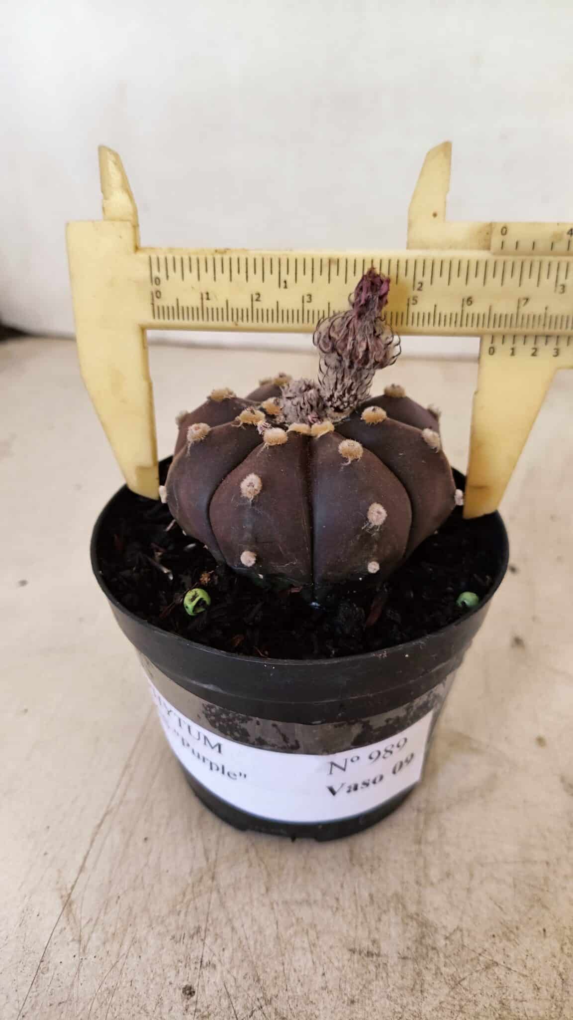 ASTROPHYTUM ASTERIAS “Purple”  Nº 989 – vaso 09 - foto 4