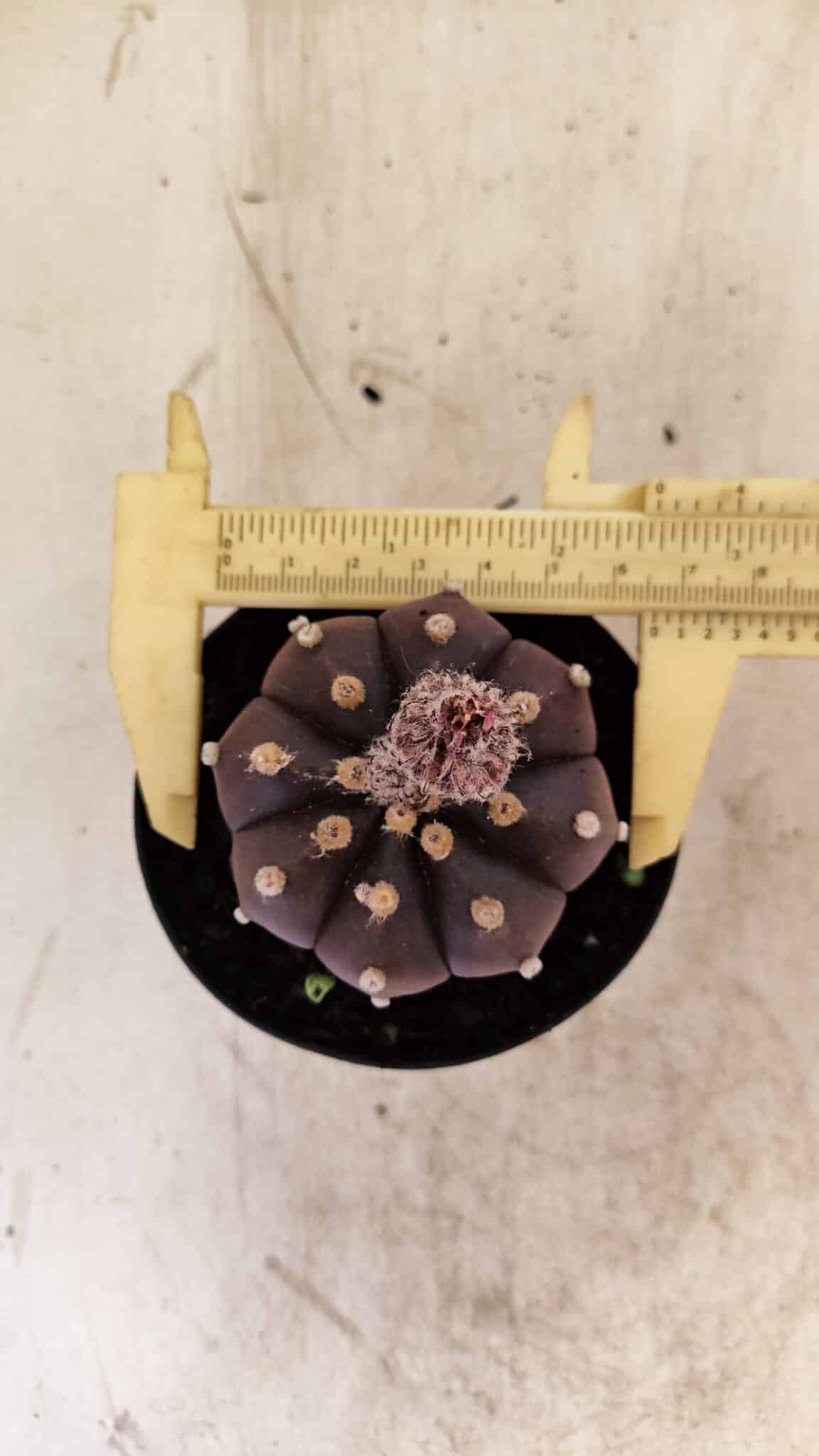 ASTROPHYTUM ASTERIAS “Purple”  Nº 989 – vaso 09 - foto 3