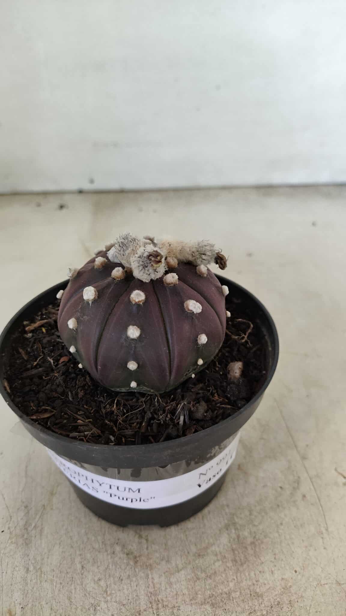ASTROPHYTUM ASTERIAS “Purple”  Nº 991 – vaso 09 - foto 2