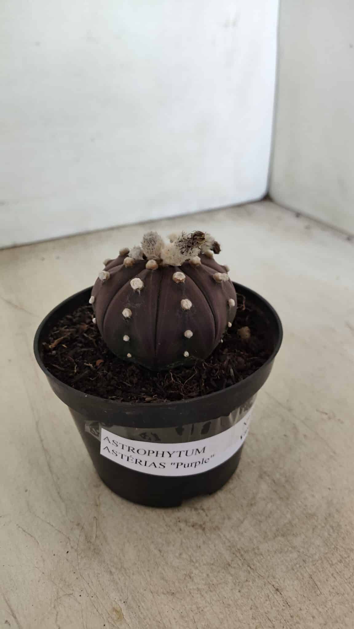 ASTROPHYTUM ASTERIAS “Purple”  Nº 991 – vaso 09 - foto 9