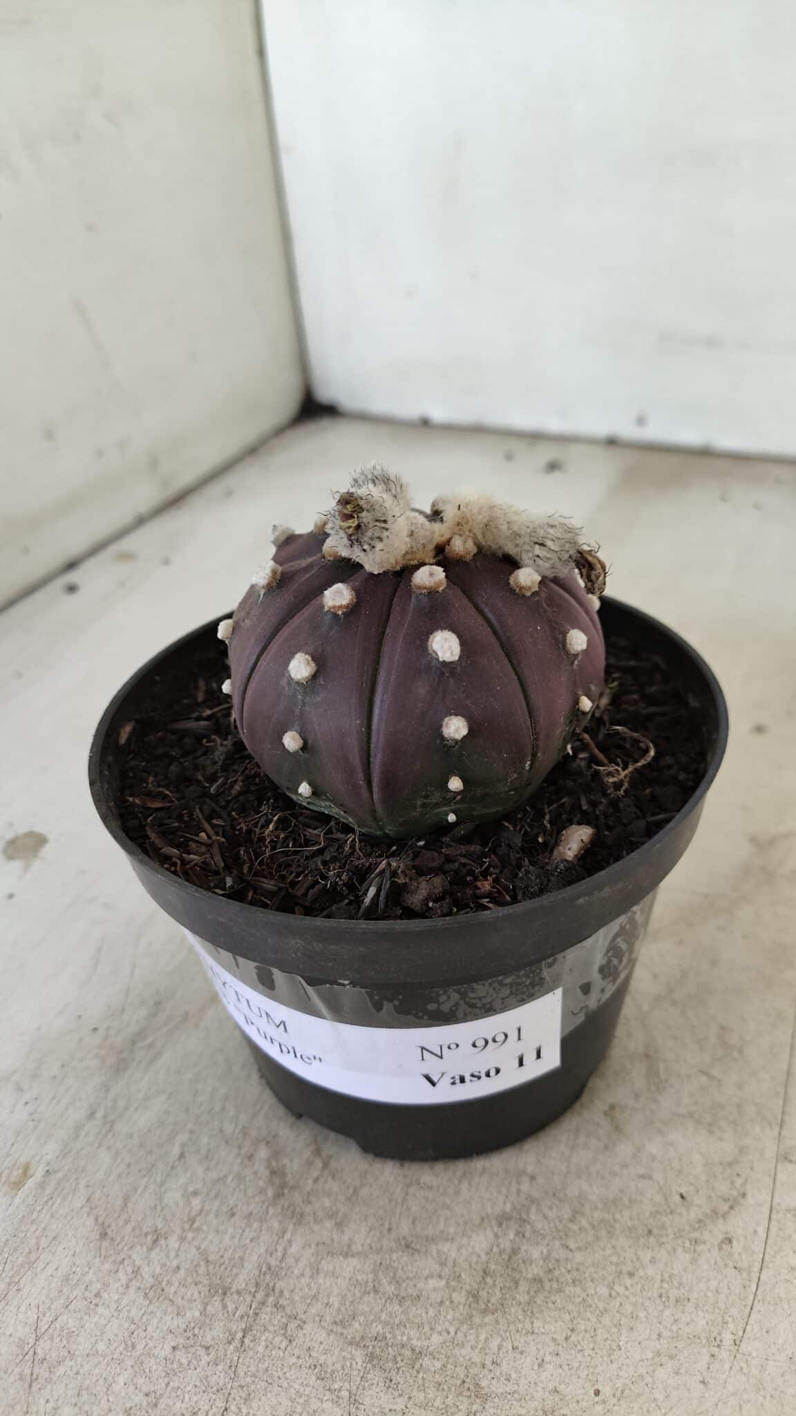 ASTROPHYTUM ASTERIAS “Purple”  Nº 991 – vaso 09 - foto 8