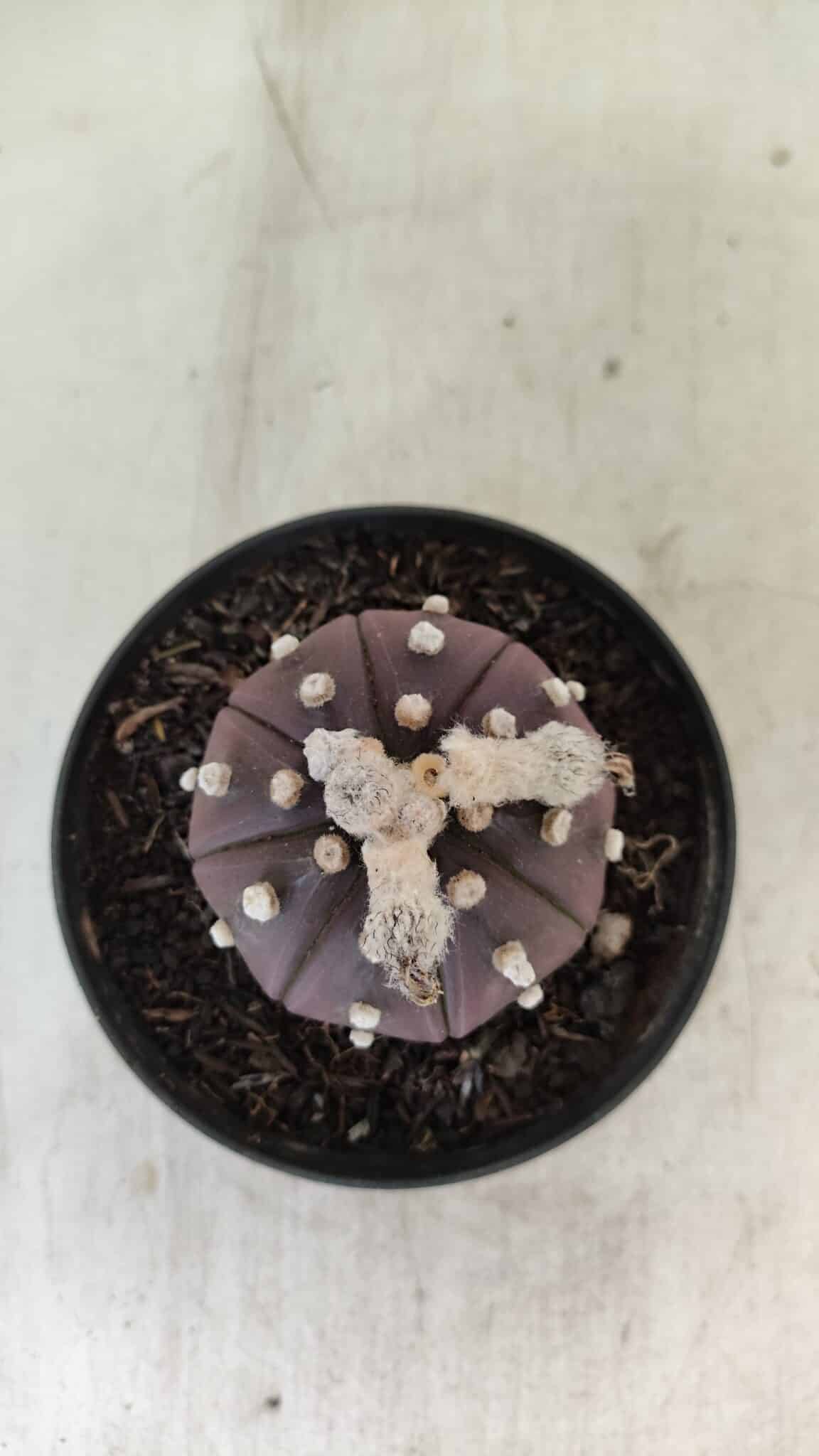 ASTROPHYTUM ASTERIAS “Purple”  Nº 991 – vaso 09 - foto 3